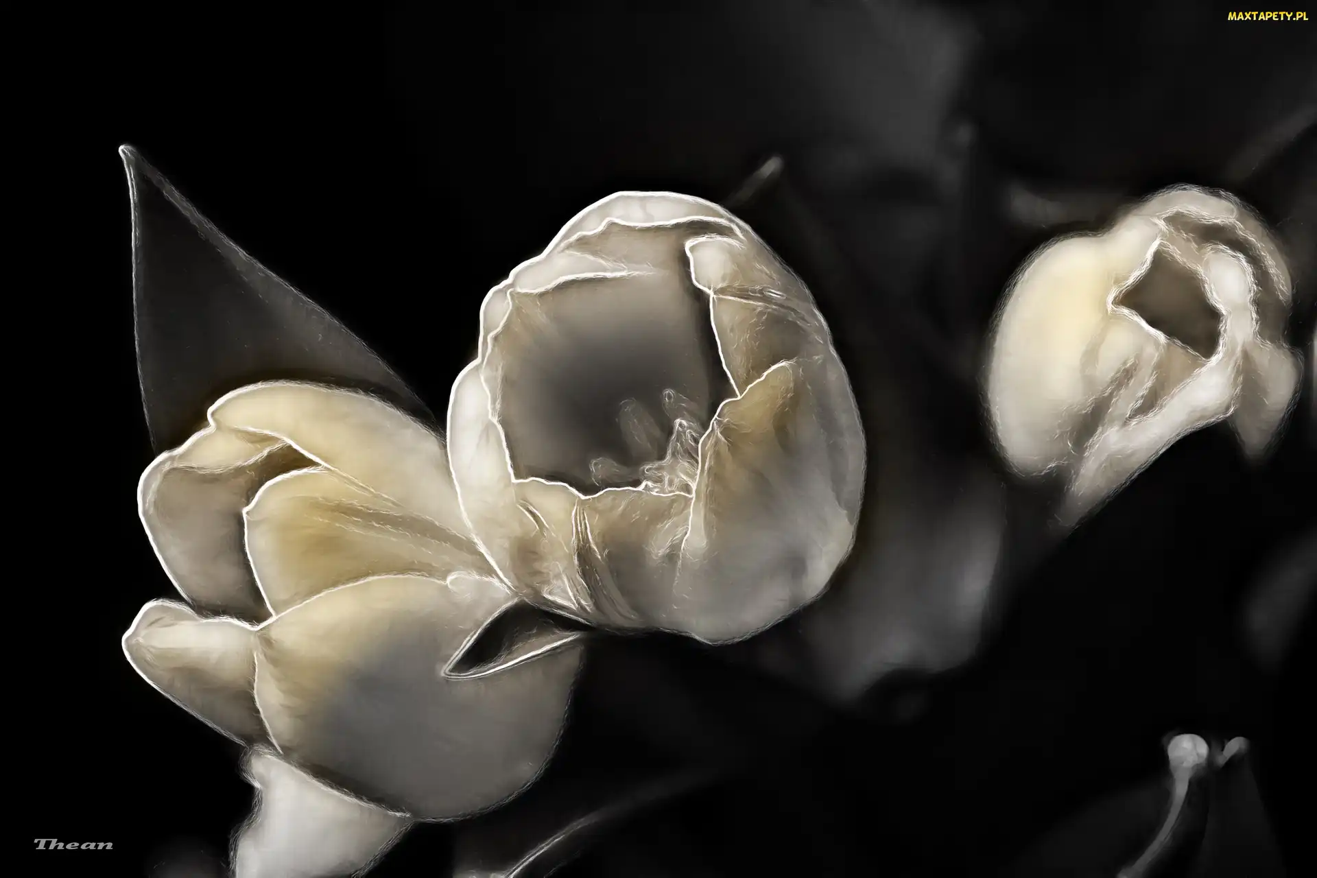 Fractalius, Tulipany