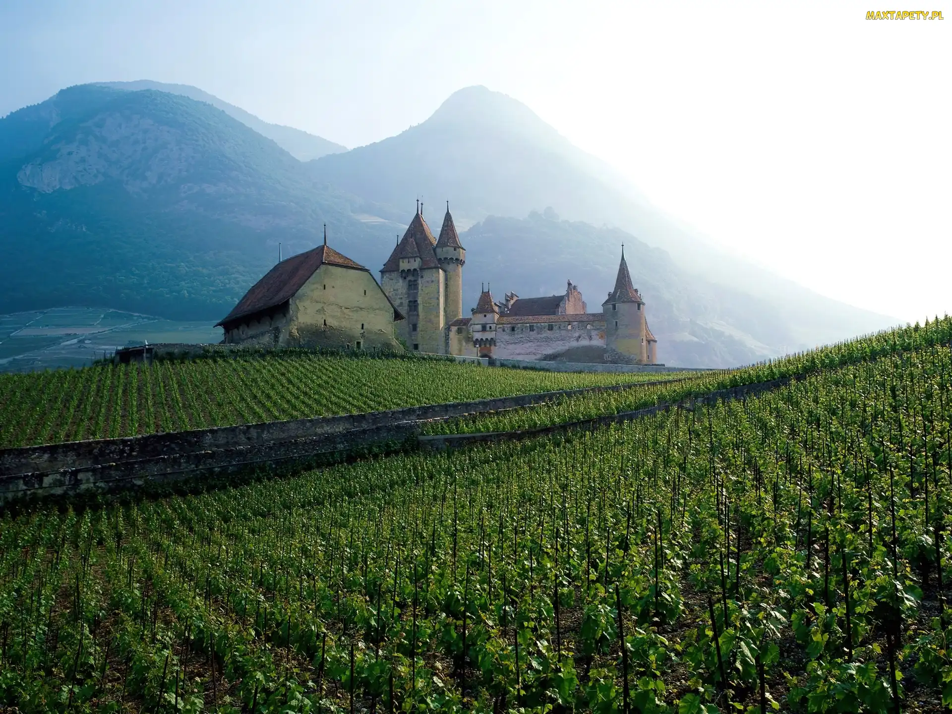 Francja, Winnica, Góry, Zamek