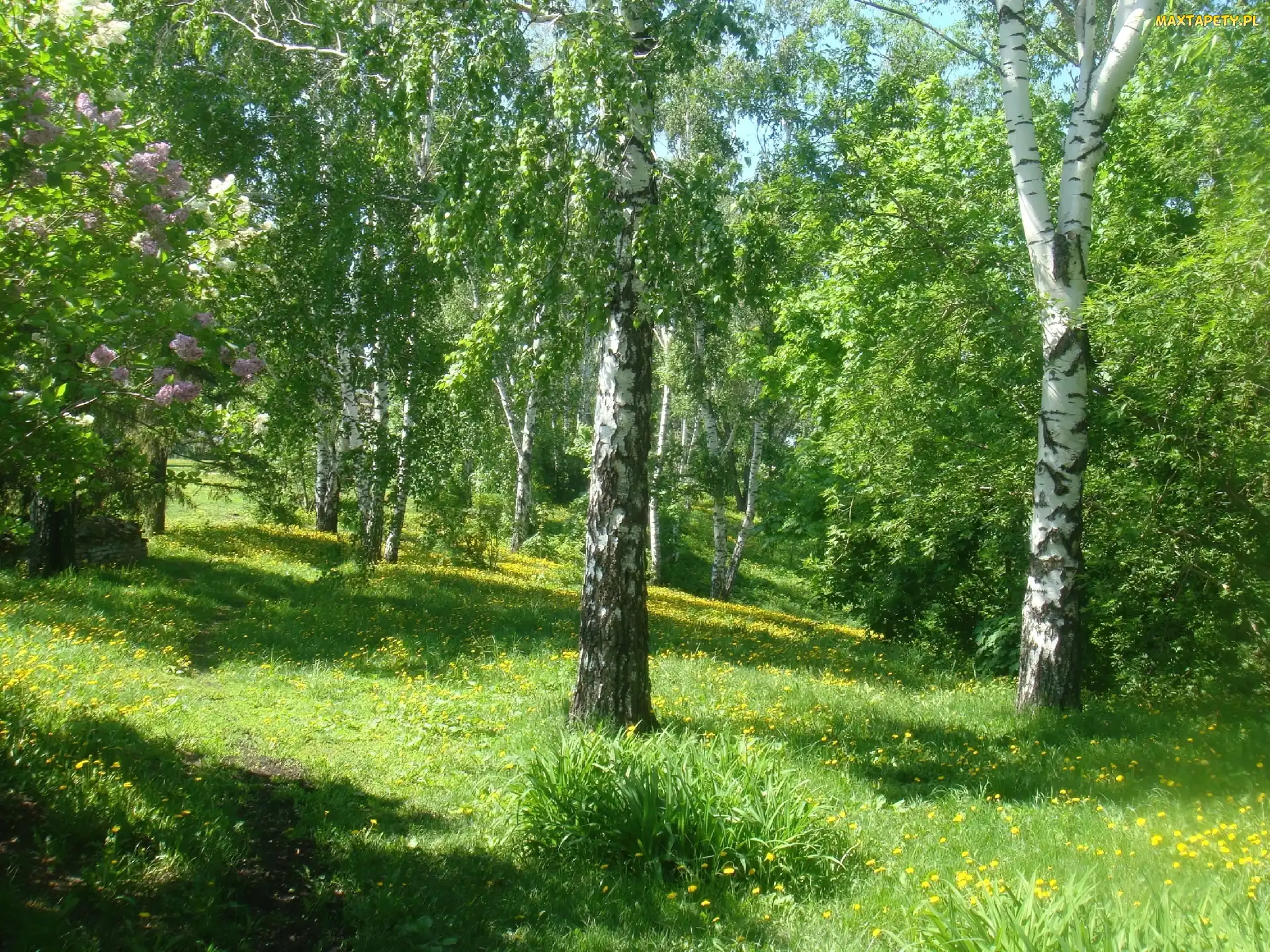 Drzewa, Park, Brzozy