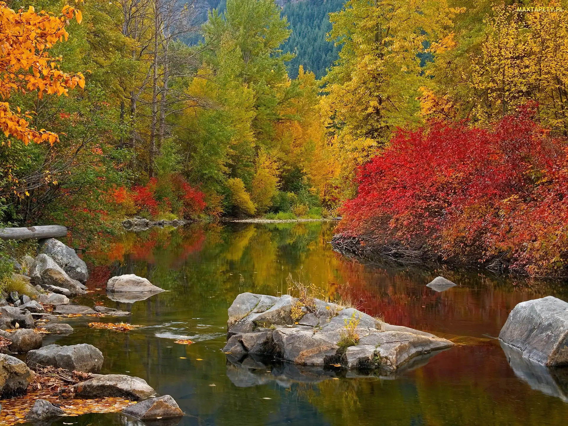 Drzewa, Kolorowe, Woda, Kamienie