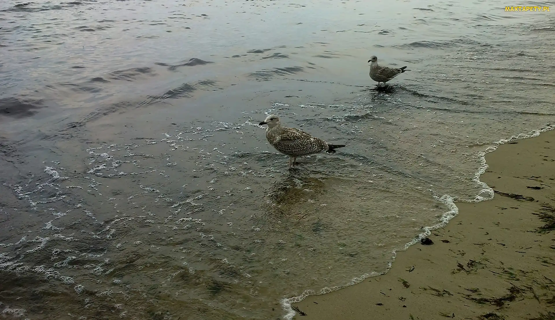 Morze, Mewy, Plaża