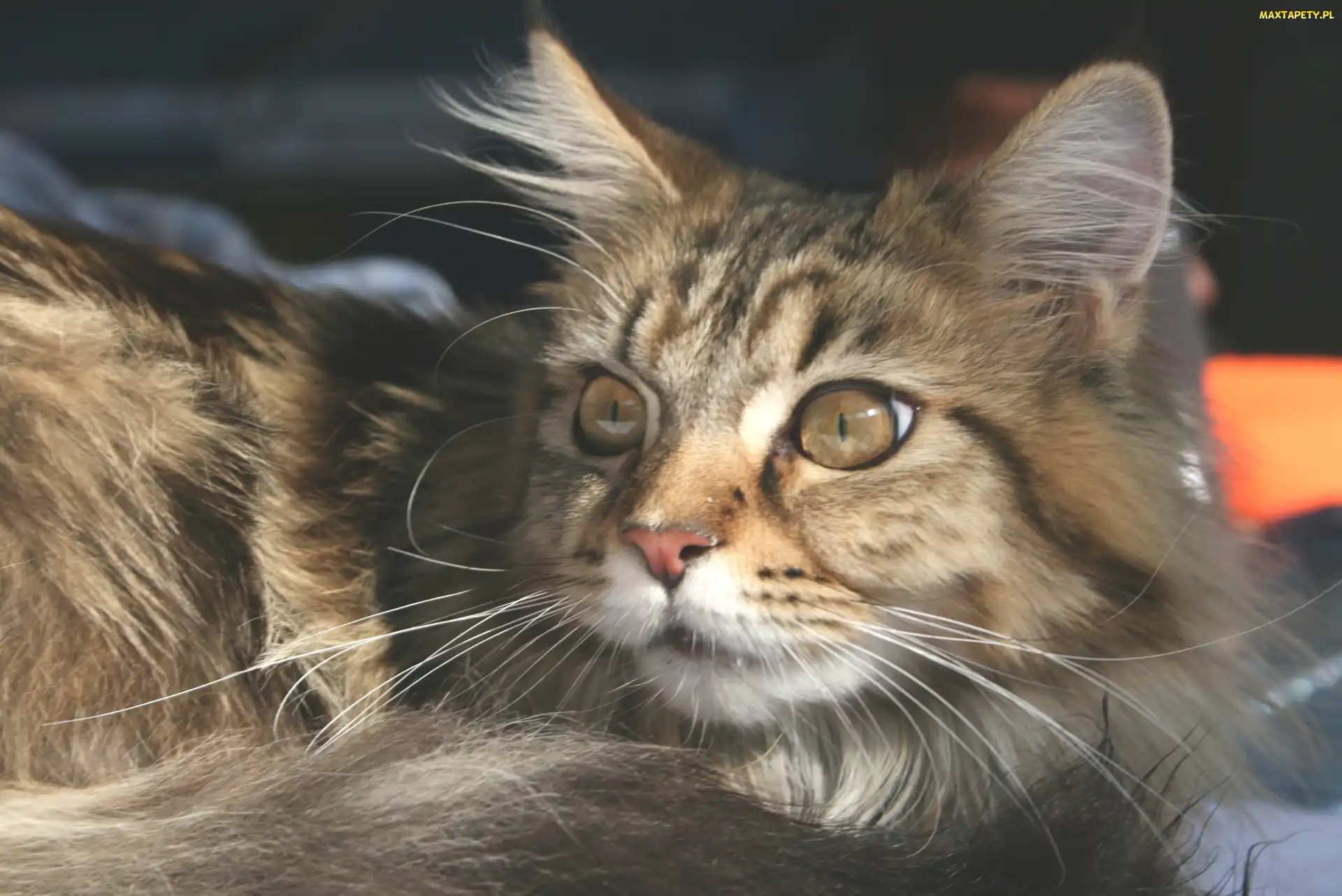 Maine coon, Kotek, Leżący, Szary