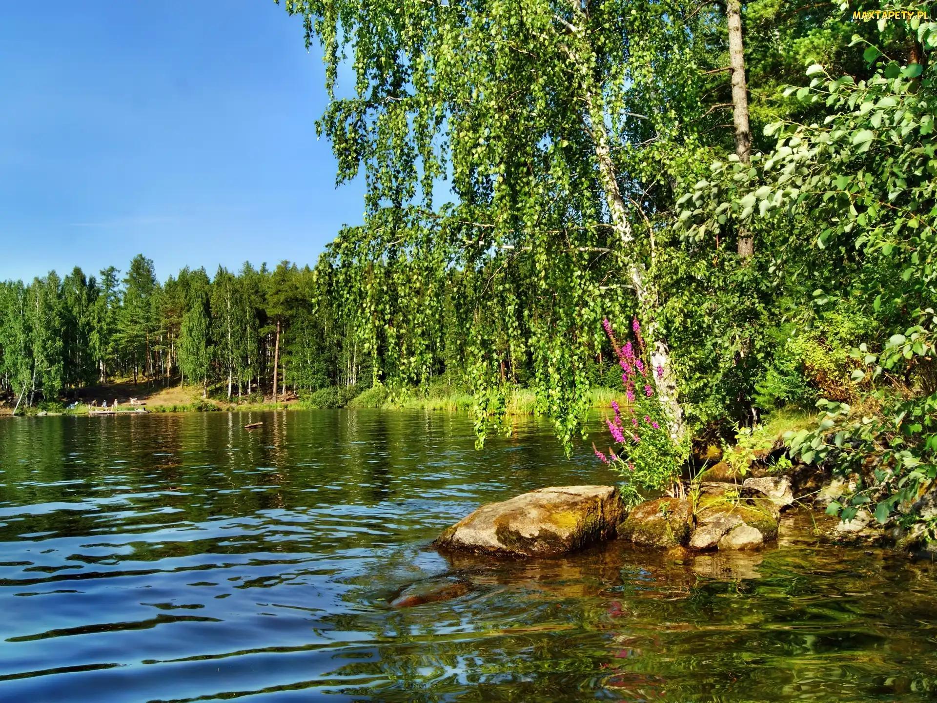 Las, Brzoza, Jezioro, Brzeg