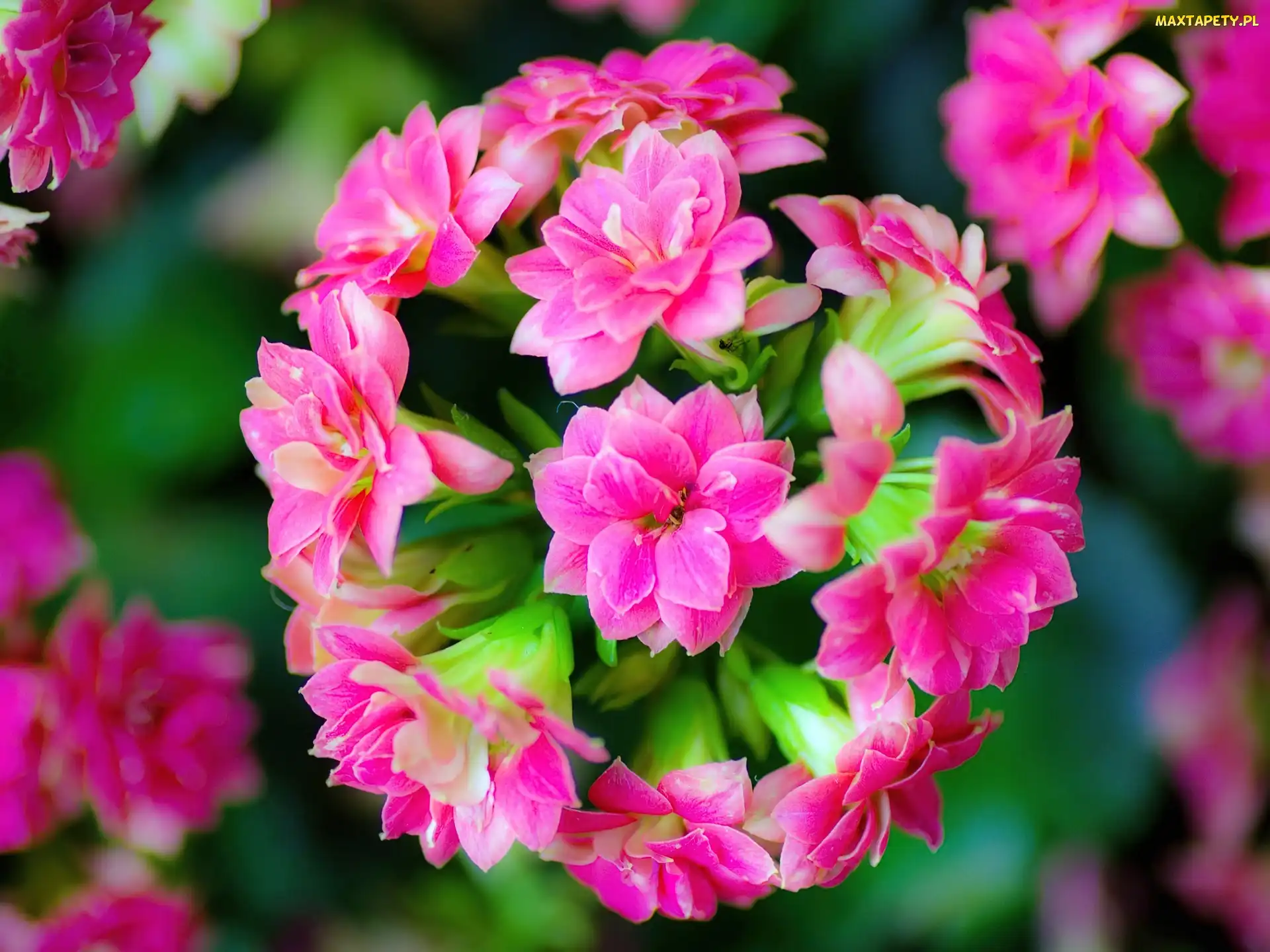 Różowy, Kalanchoe, Kwiat