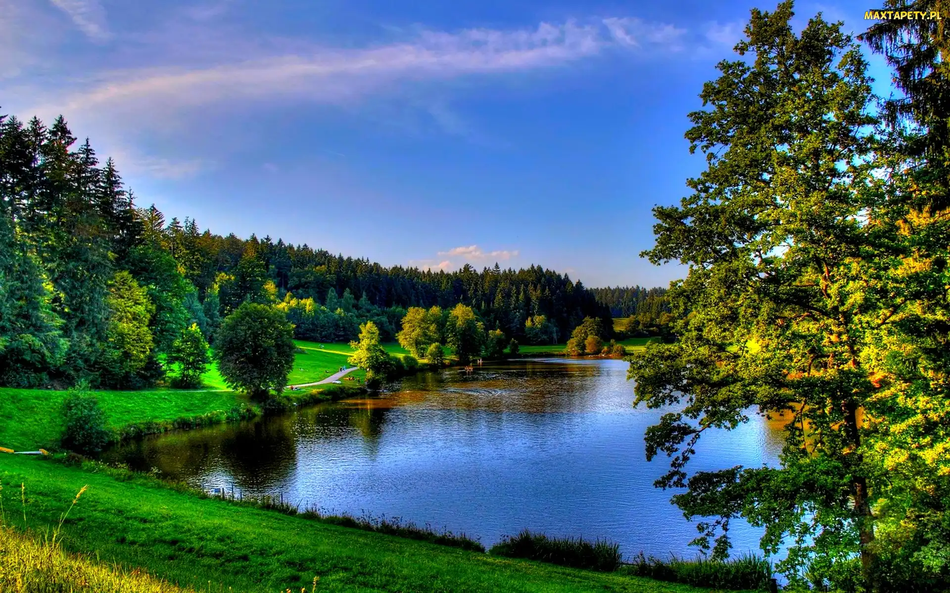 Jezioro, Drzewa
