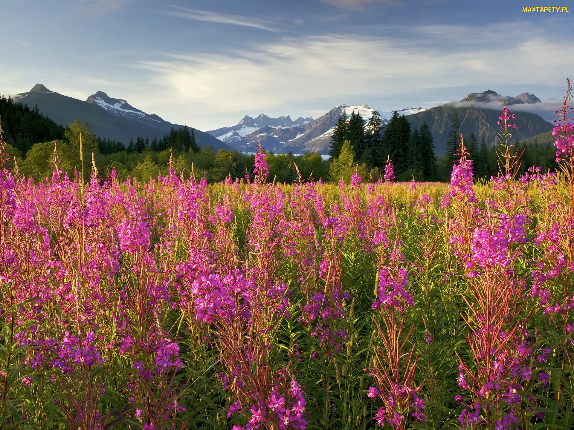 Kwitnący, Brotherhood Park, Chwast, Ognisty, Fireweed