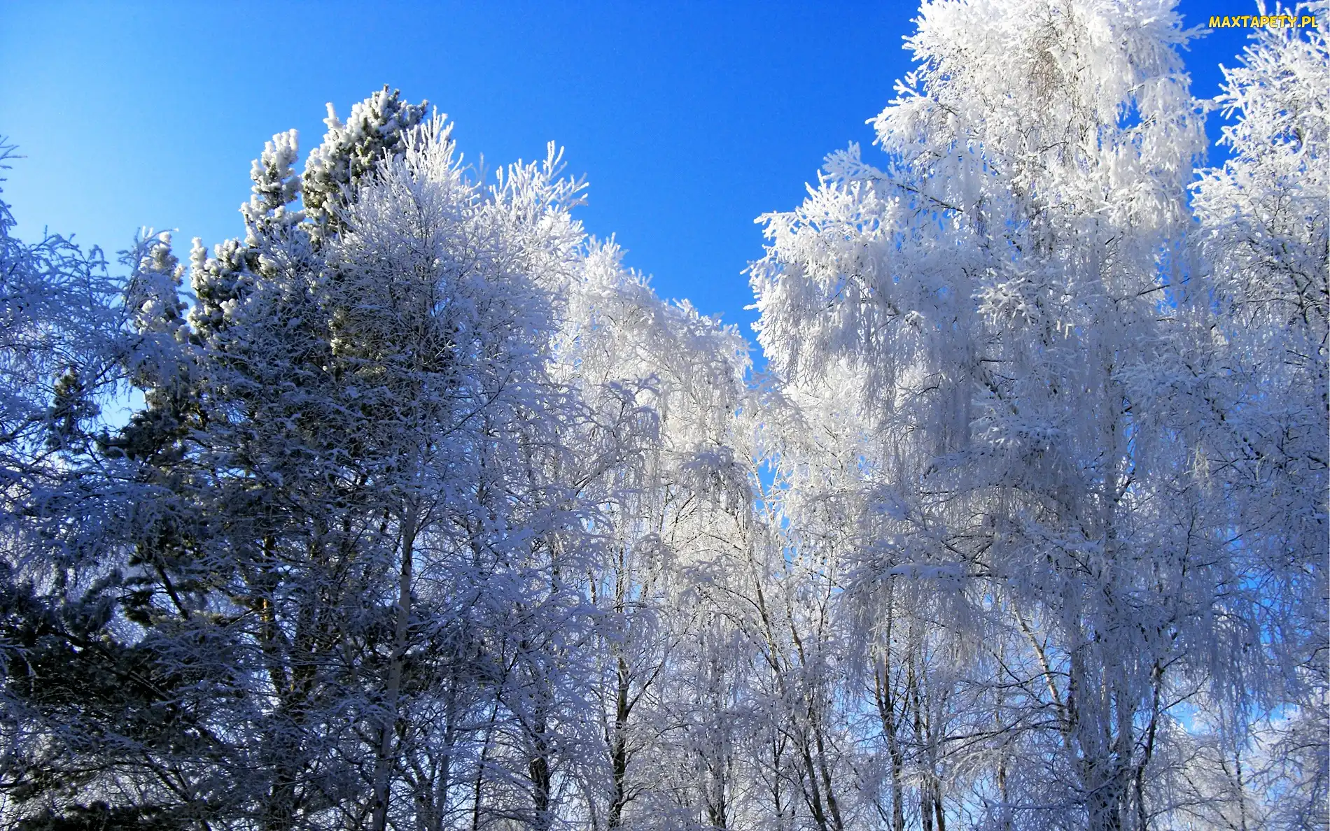 Śnieg, Zima, Drzewa