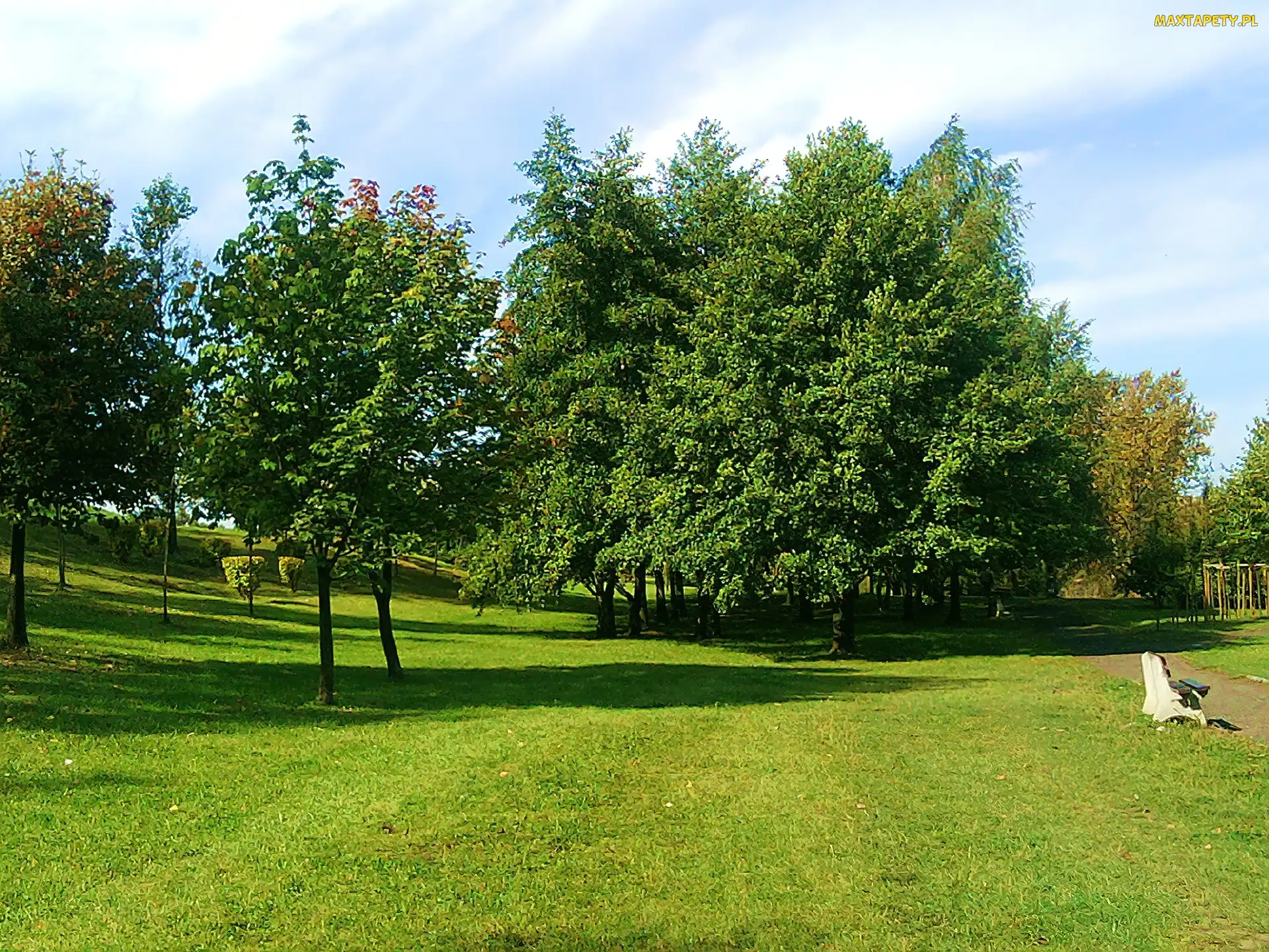 Drzewa, Sosnowiec, Ławka, Trawa, Park