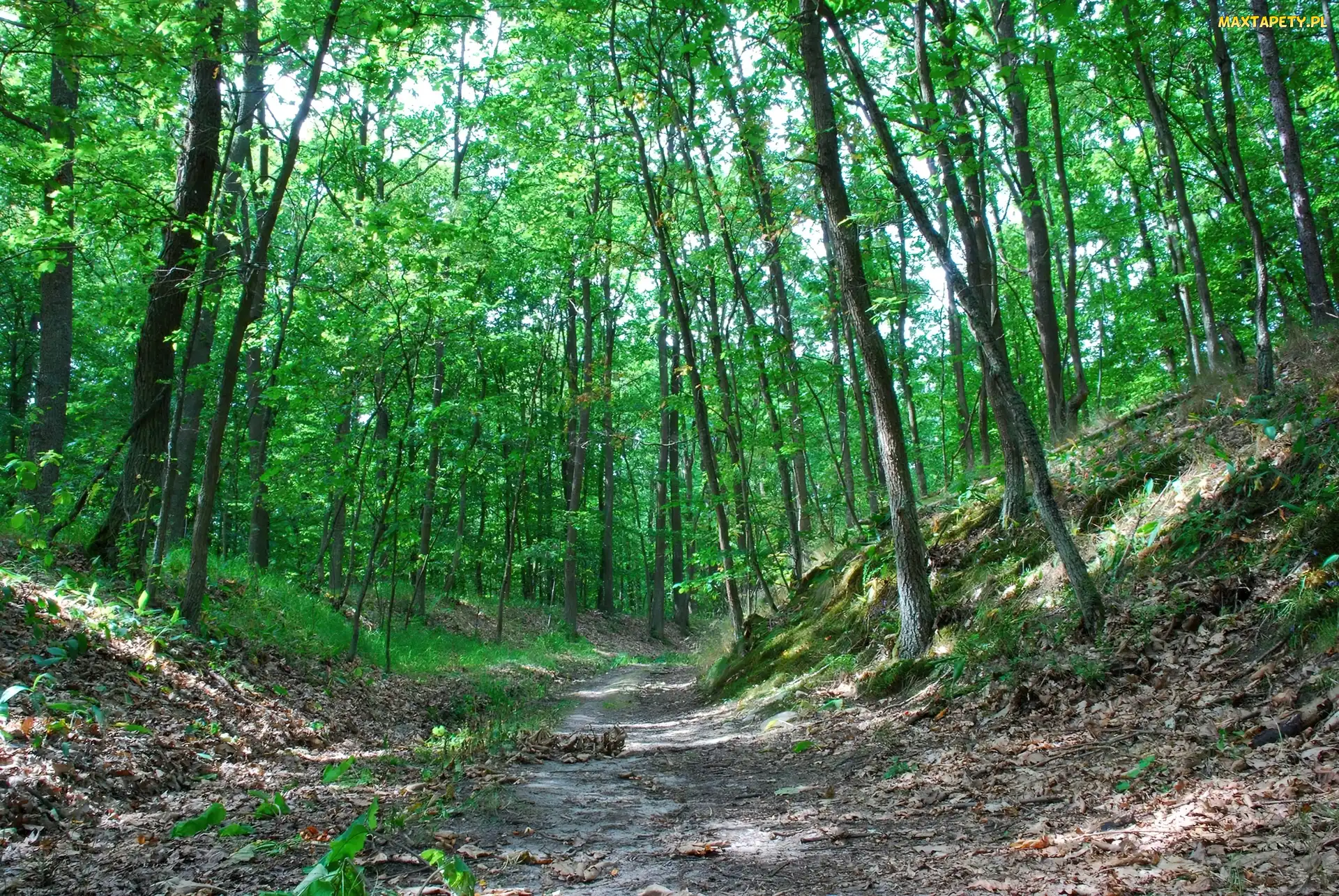 Dąbrowa, Ścieżka, Leśna