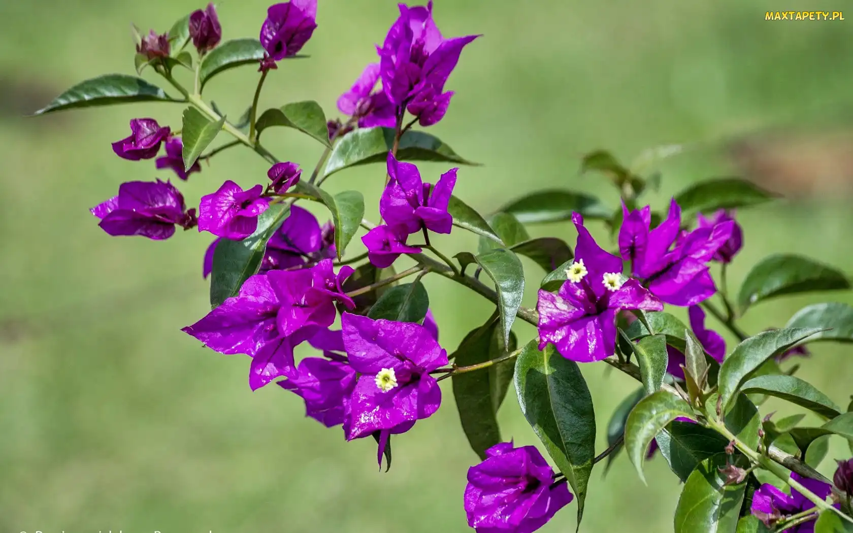 Fioletowa, Bugenwilla