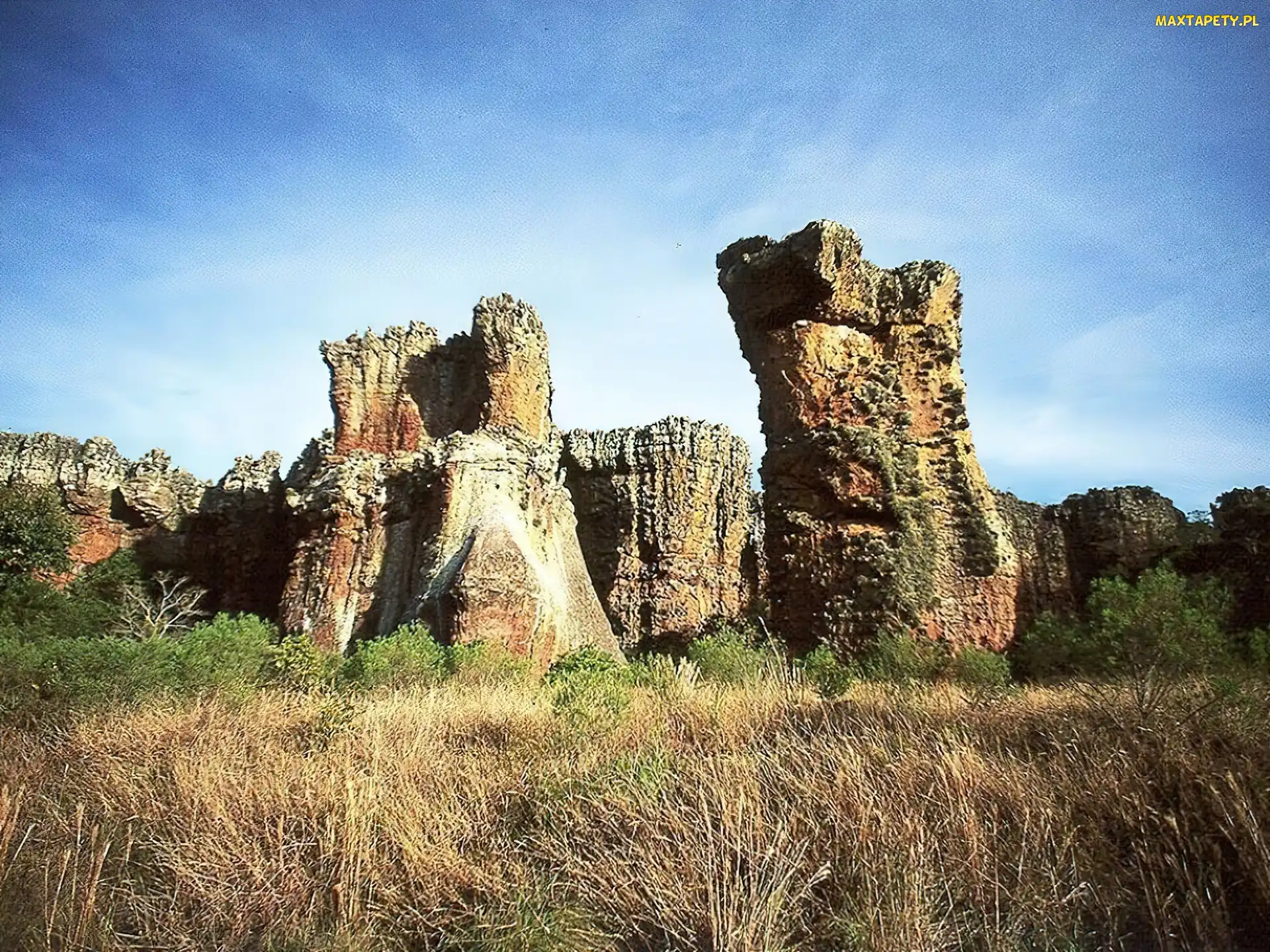 Góry, Krzewy