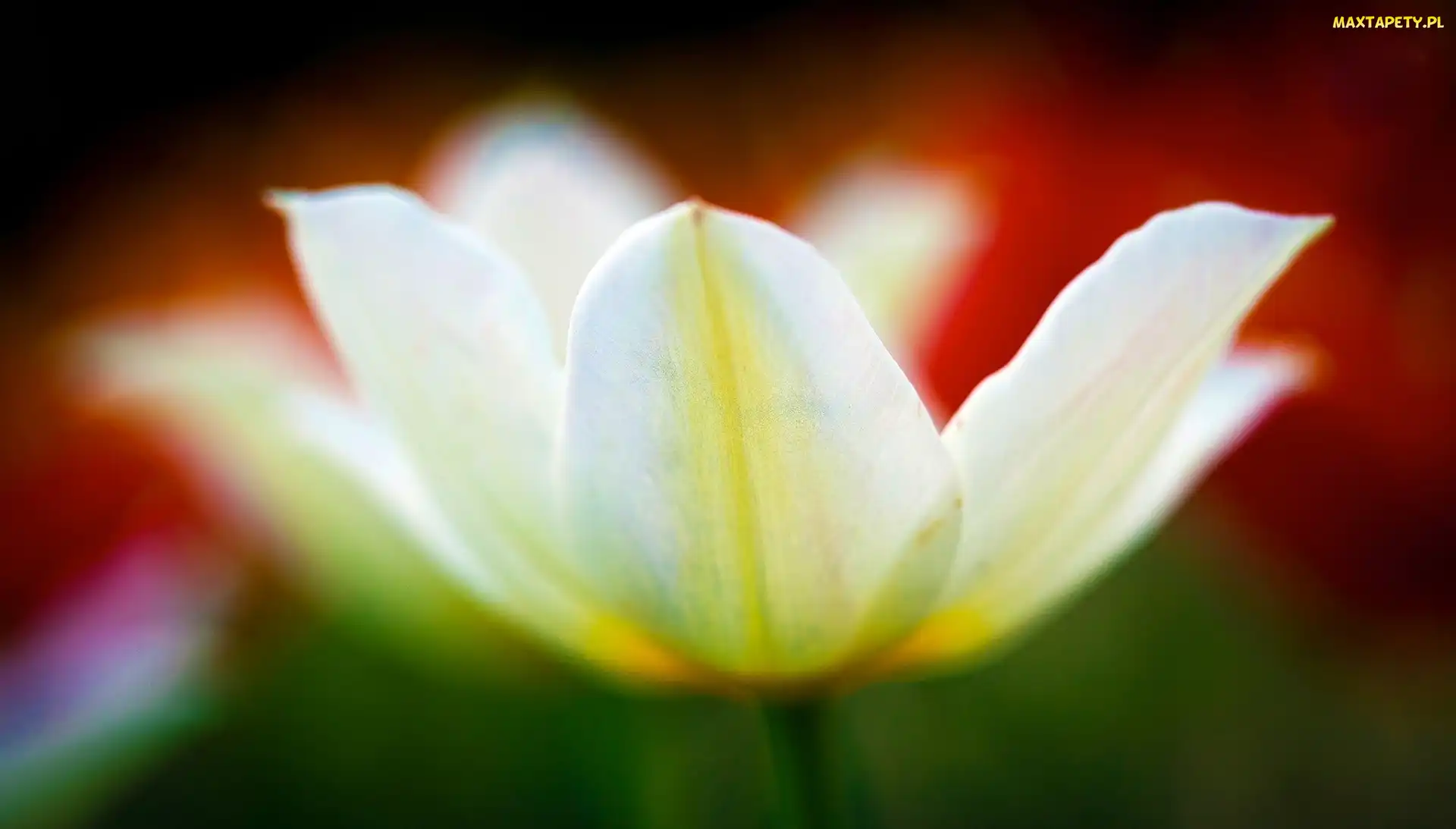 Rozkwitnięty, Tulipan, Biały