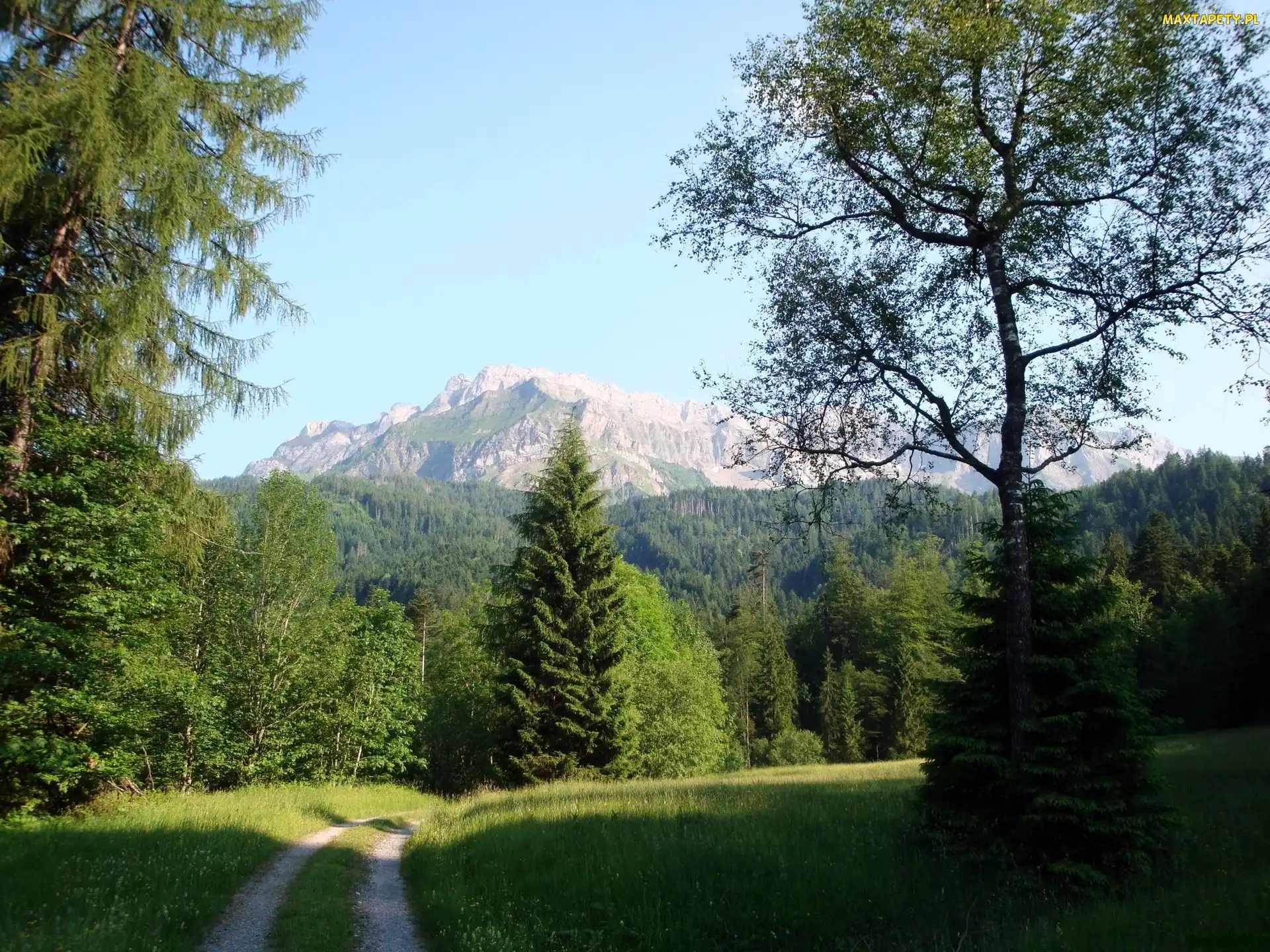 Droga, Polana, Góry, Las
