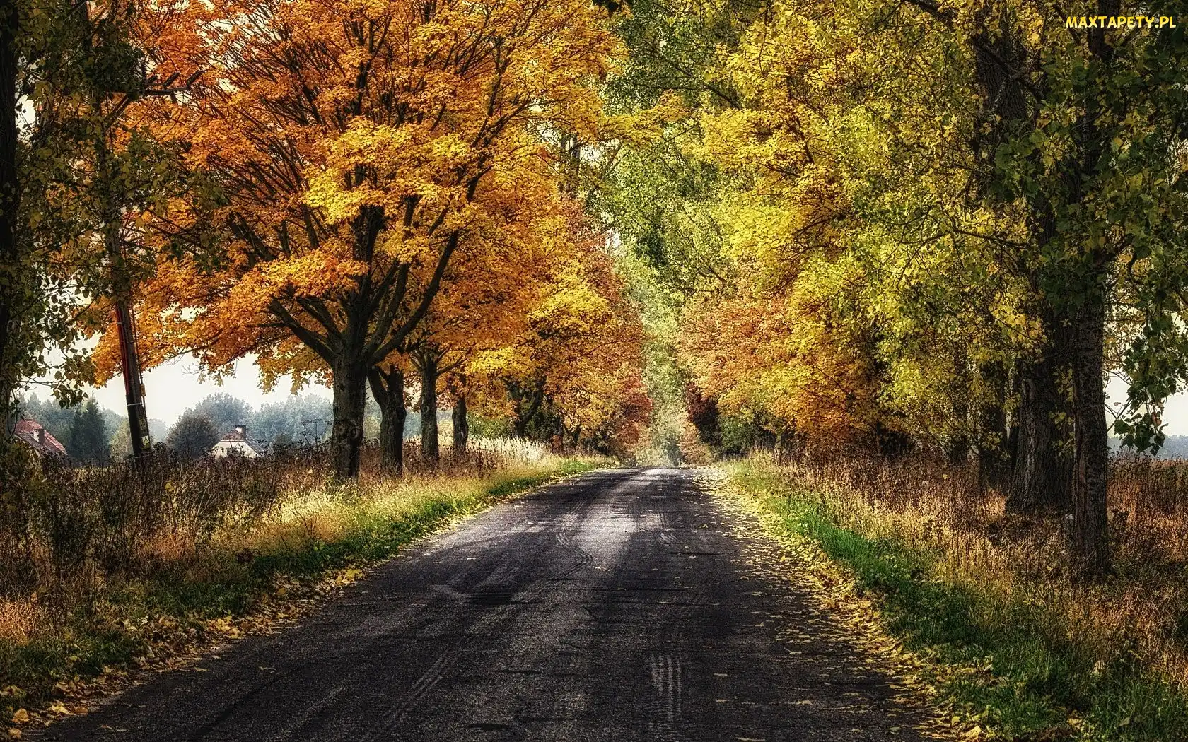 Droga, Drzewa, Jesień