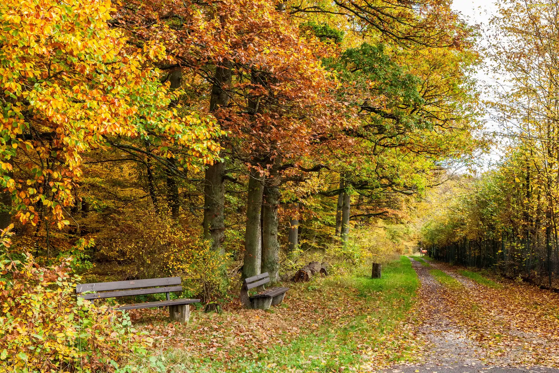 Pies, Liście, Droga, Jesień, Kolorowe, Park, Ławki