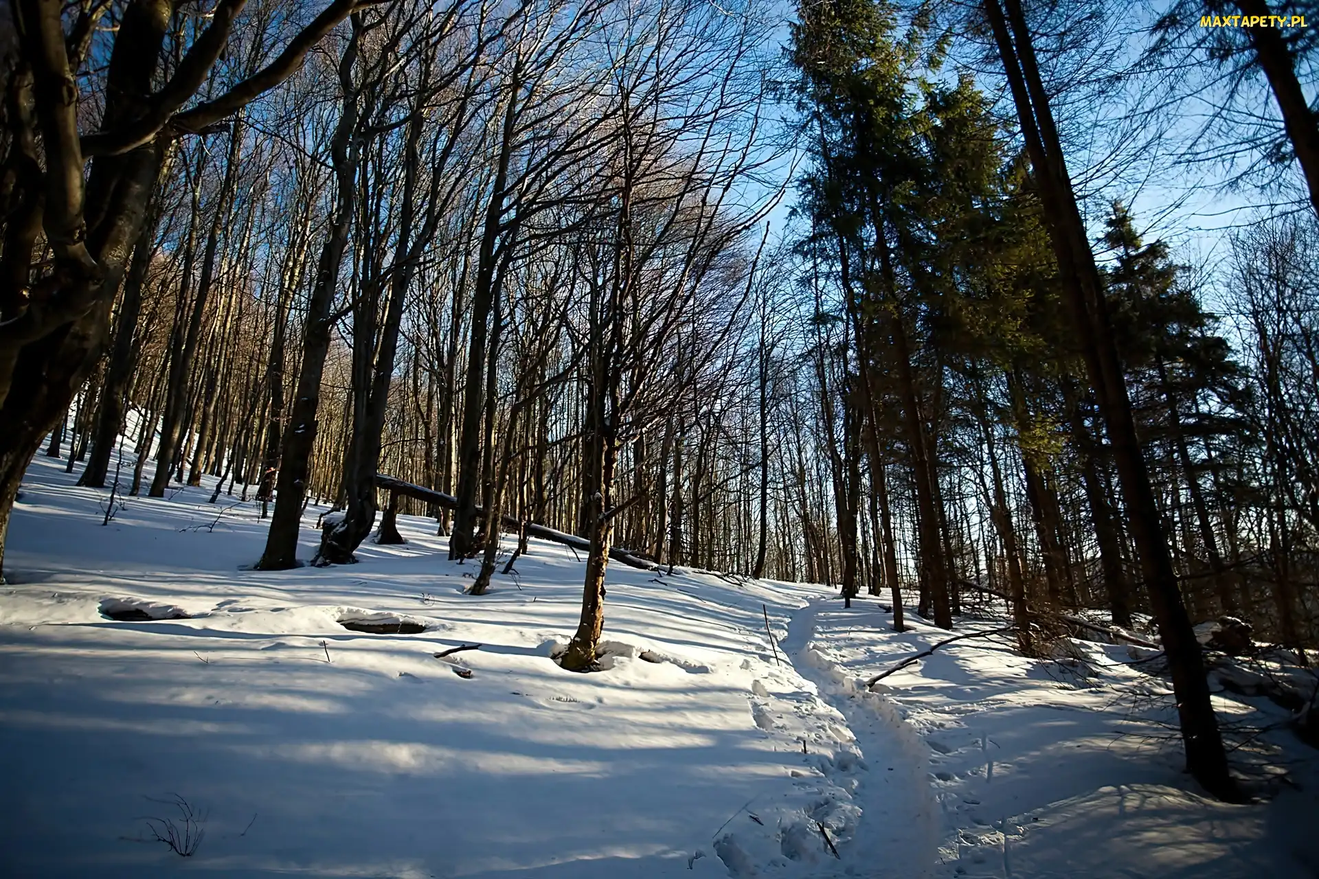 Las, Cienie, Bieszczady