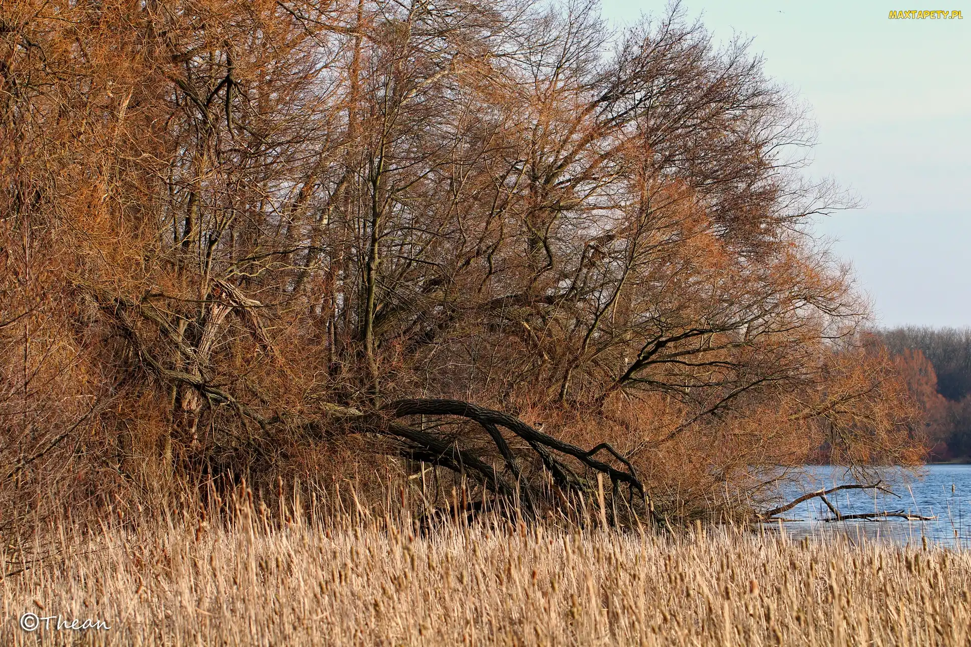 Jezioro, Trawy, Drzewa