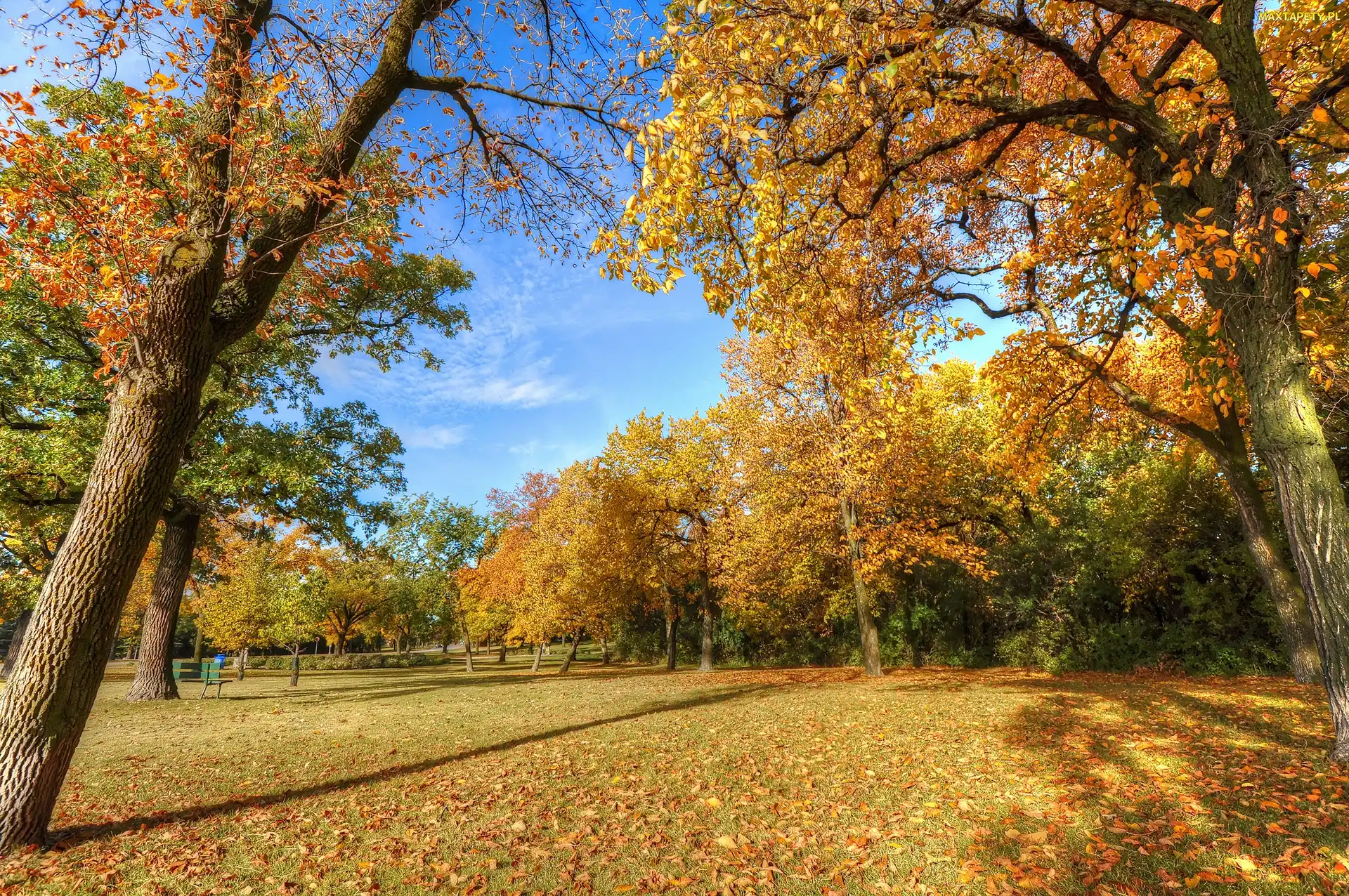 Jesień, Drzewa, Park