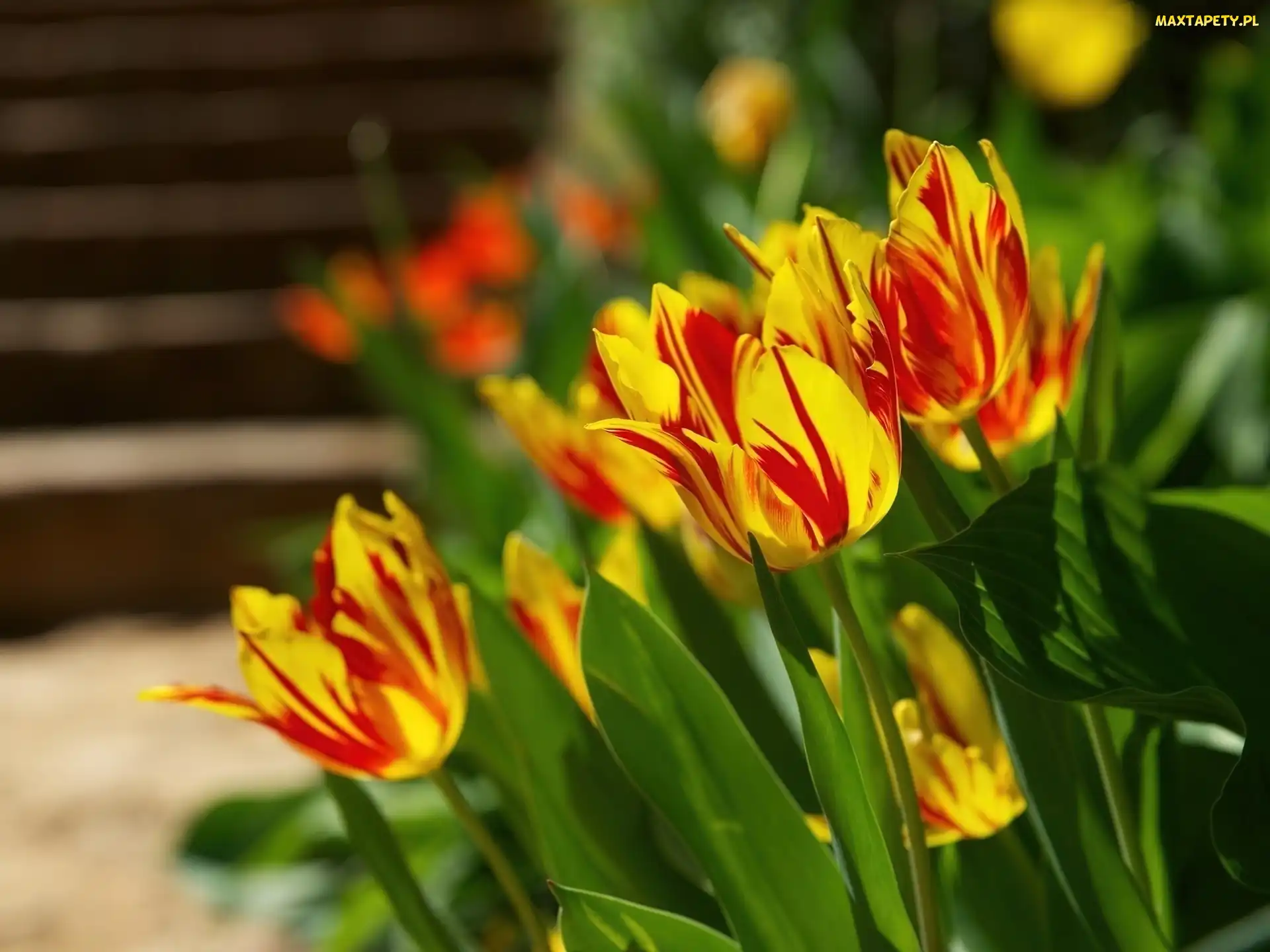 Czerwone, Tulipany, Żółto