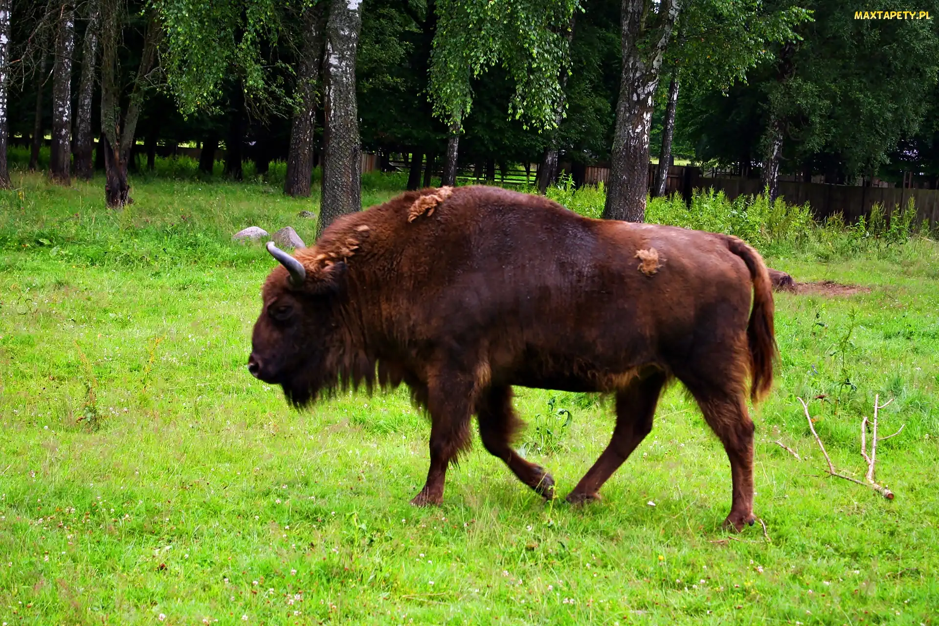 Żubr, Narodowy, Białowieski, Park