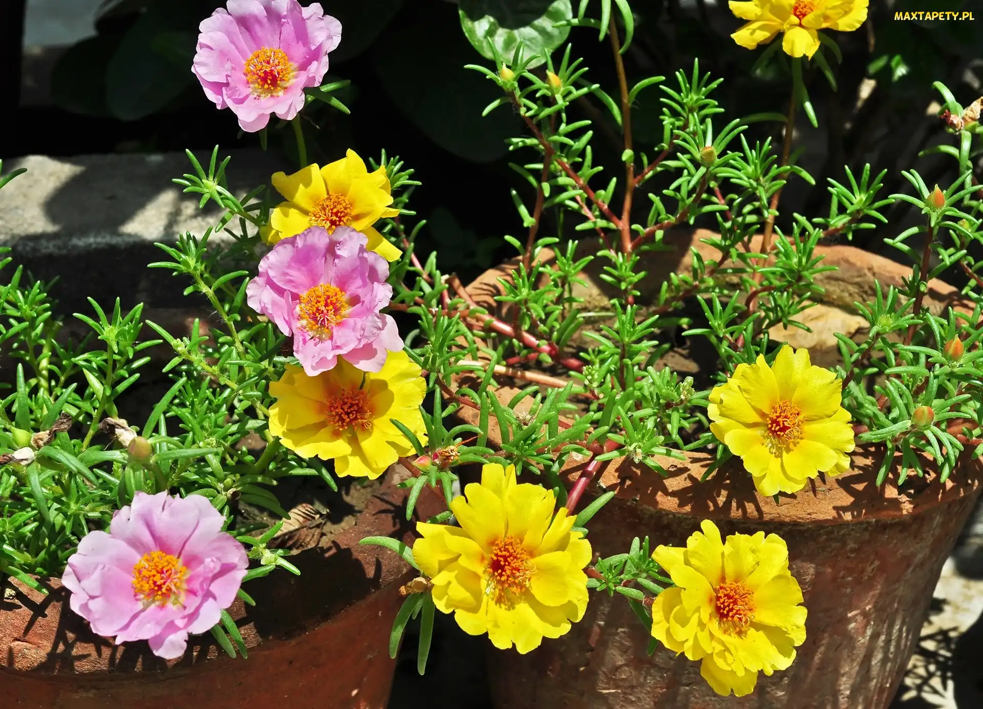 Kolorowa, Portulaka Wielokwiatowa, Kwiaty