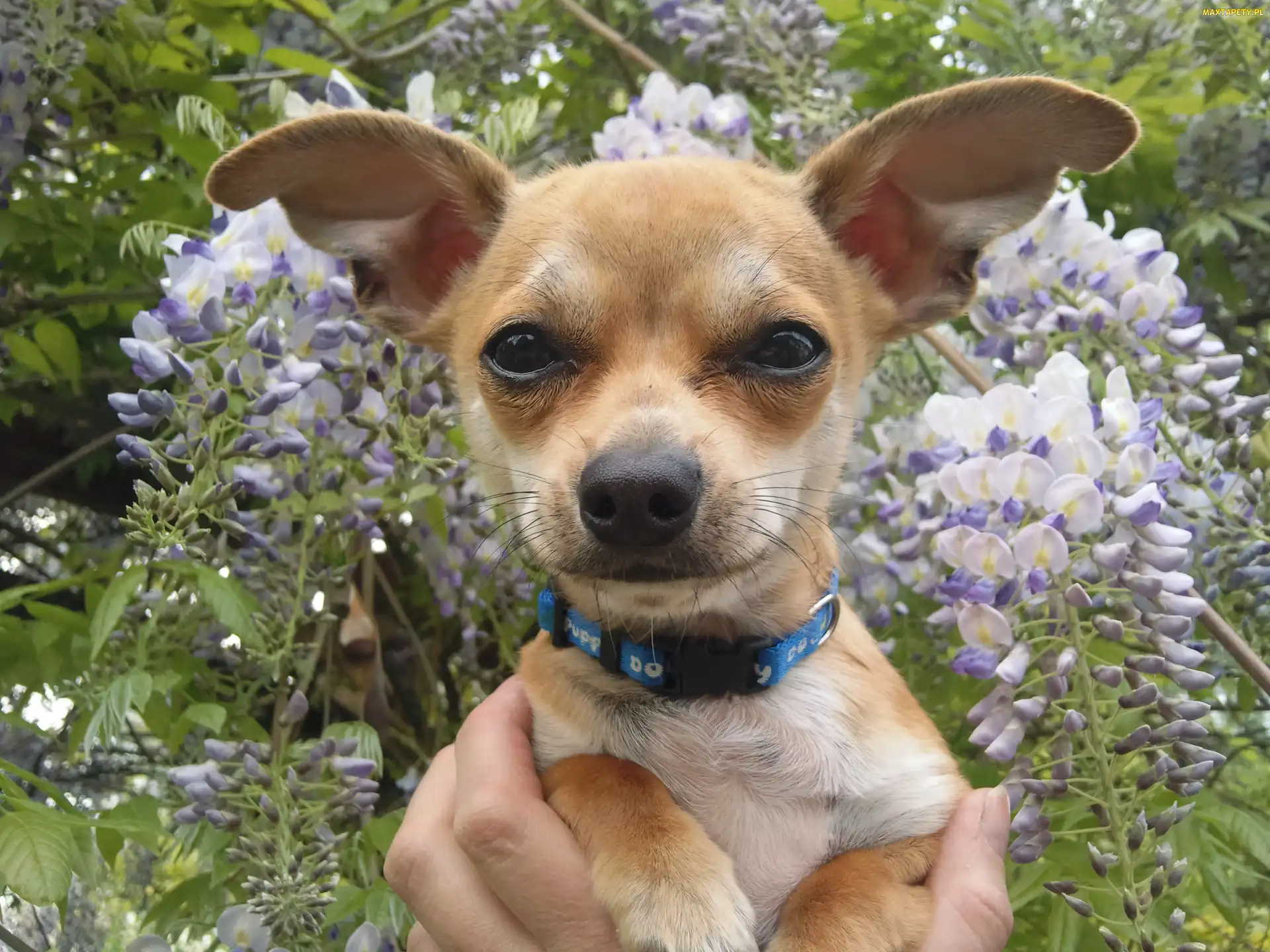 Chihuahua, Kwiatki, Obroża