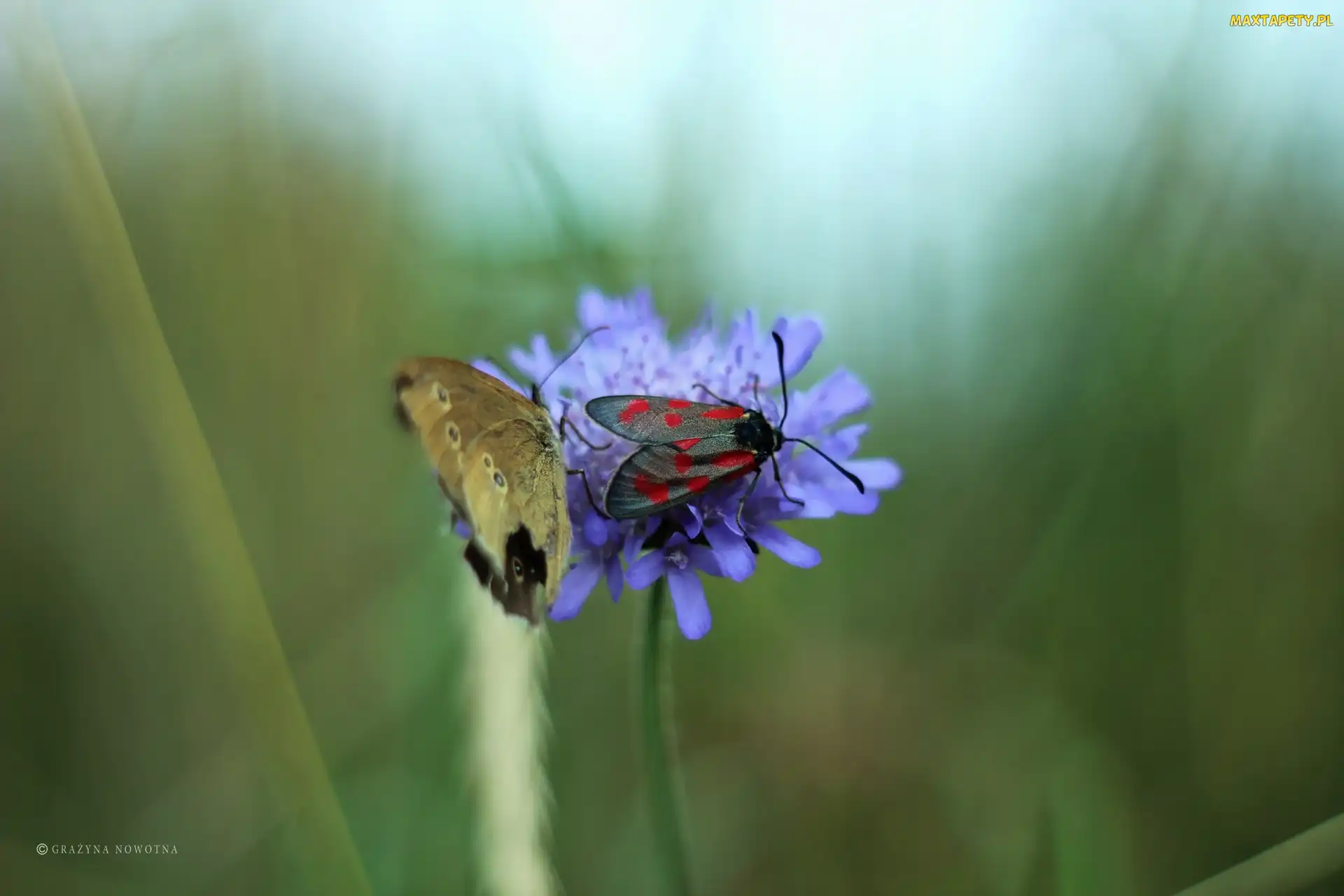 Skrzydła, Owad, Kwiat, Motyl