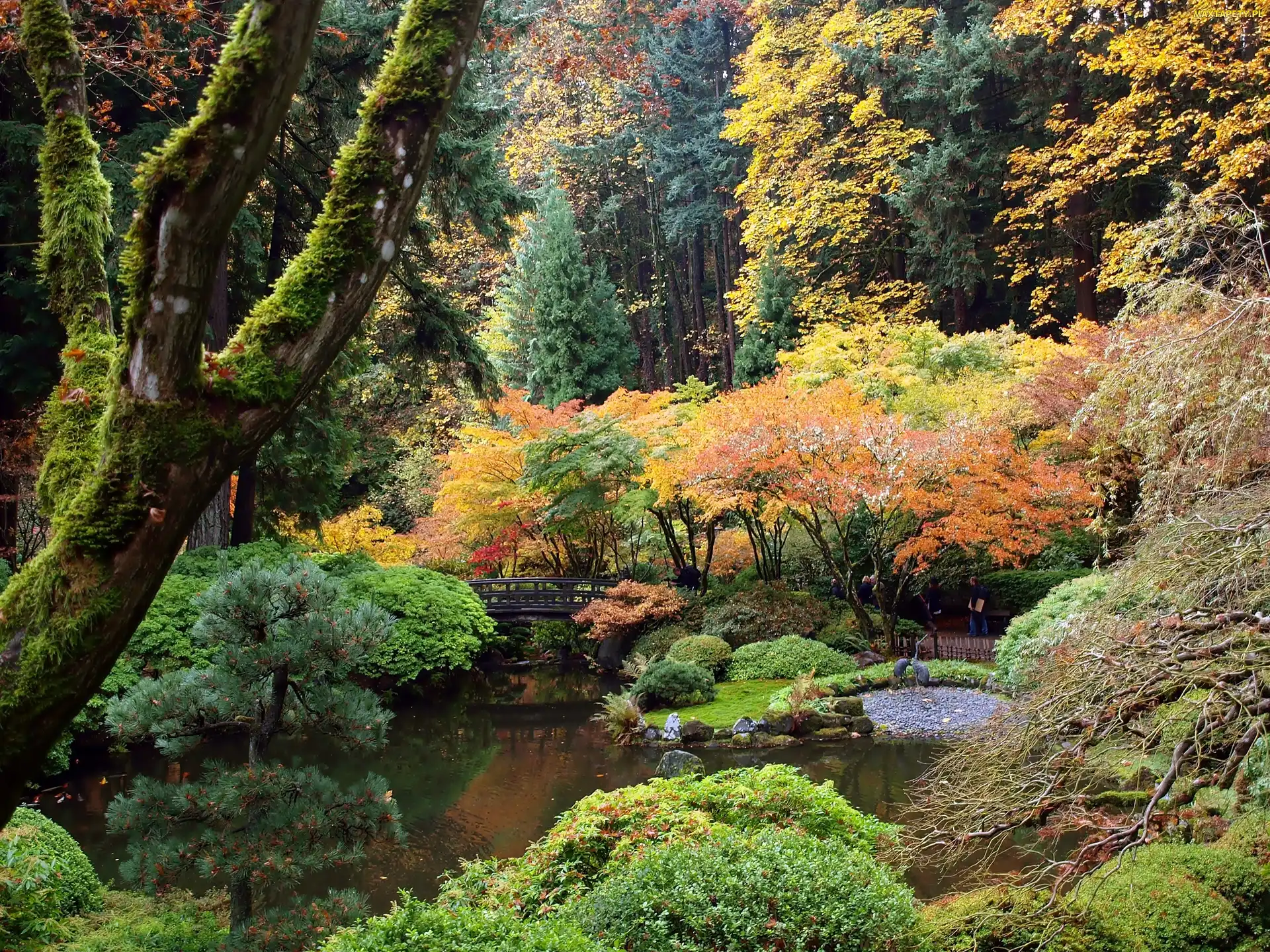 Portland, Park, Ogród, Oregon, Mostek, Japoński, Staw