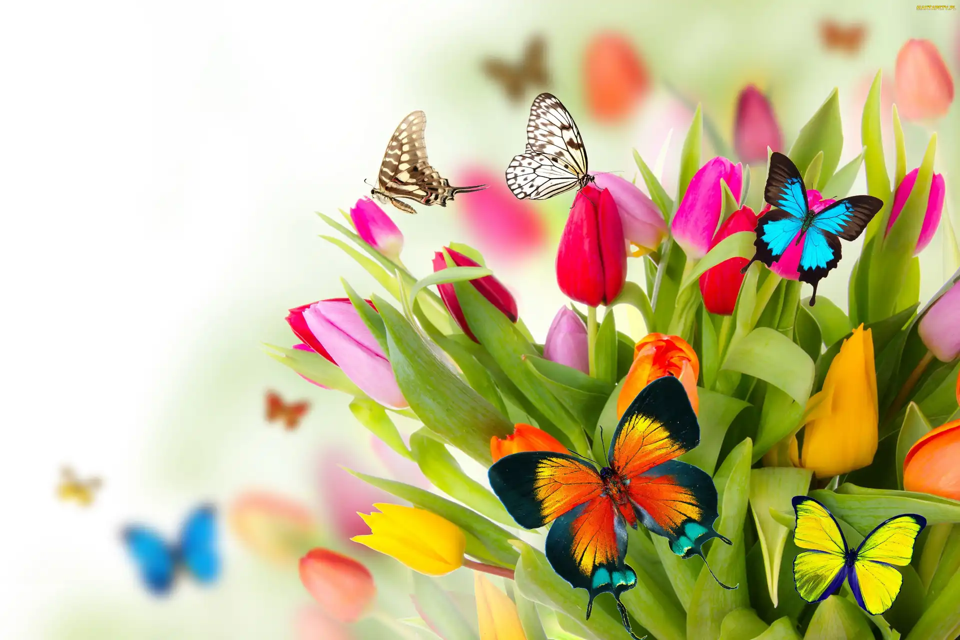 Kwiaty, 2D, Tulipany, Motyle, Wiosna