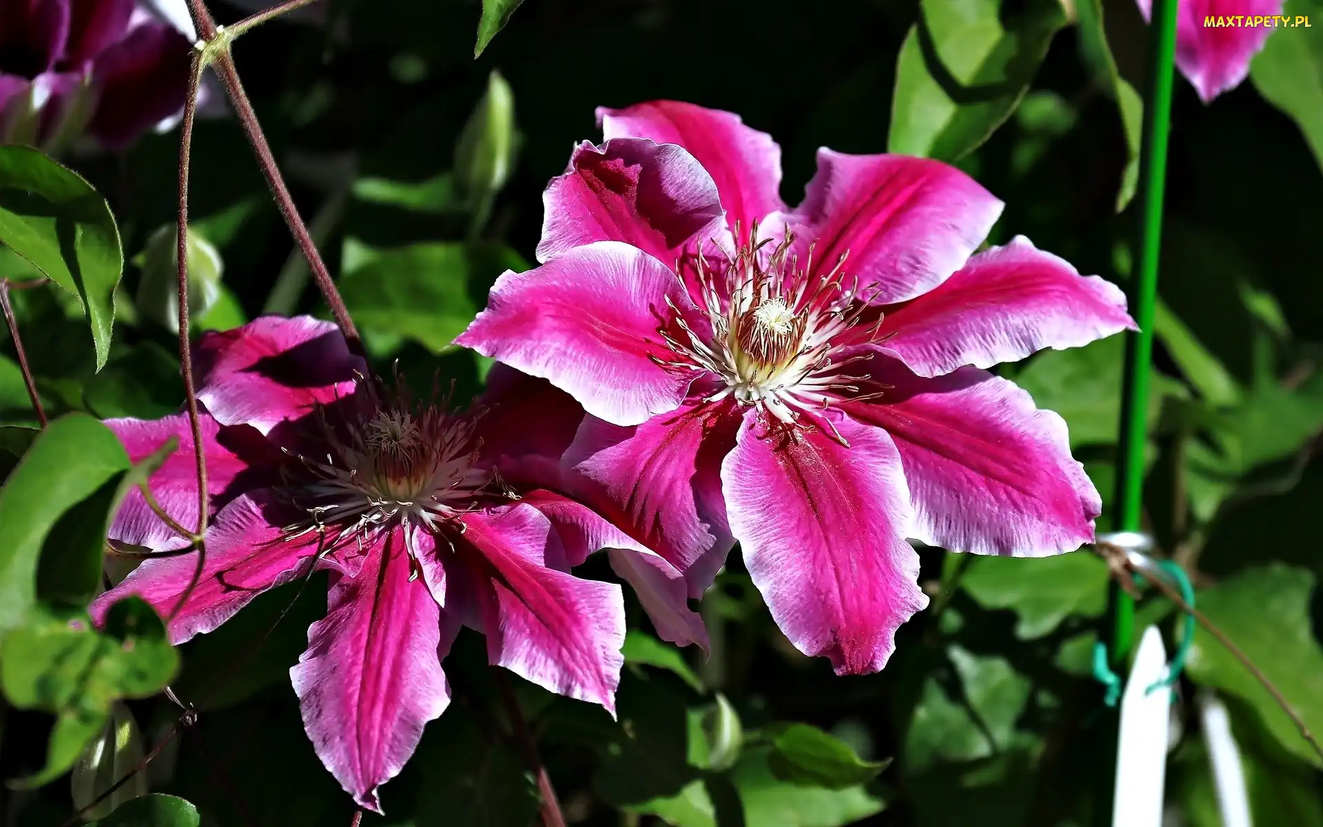 Kwiaty, Clematis, Różowe
