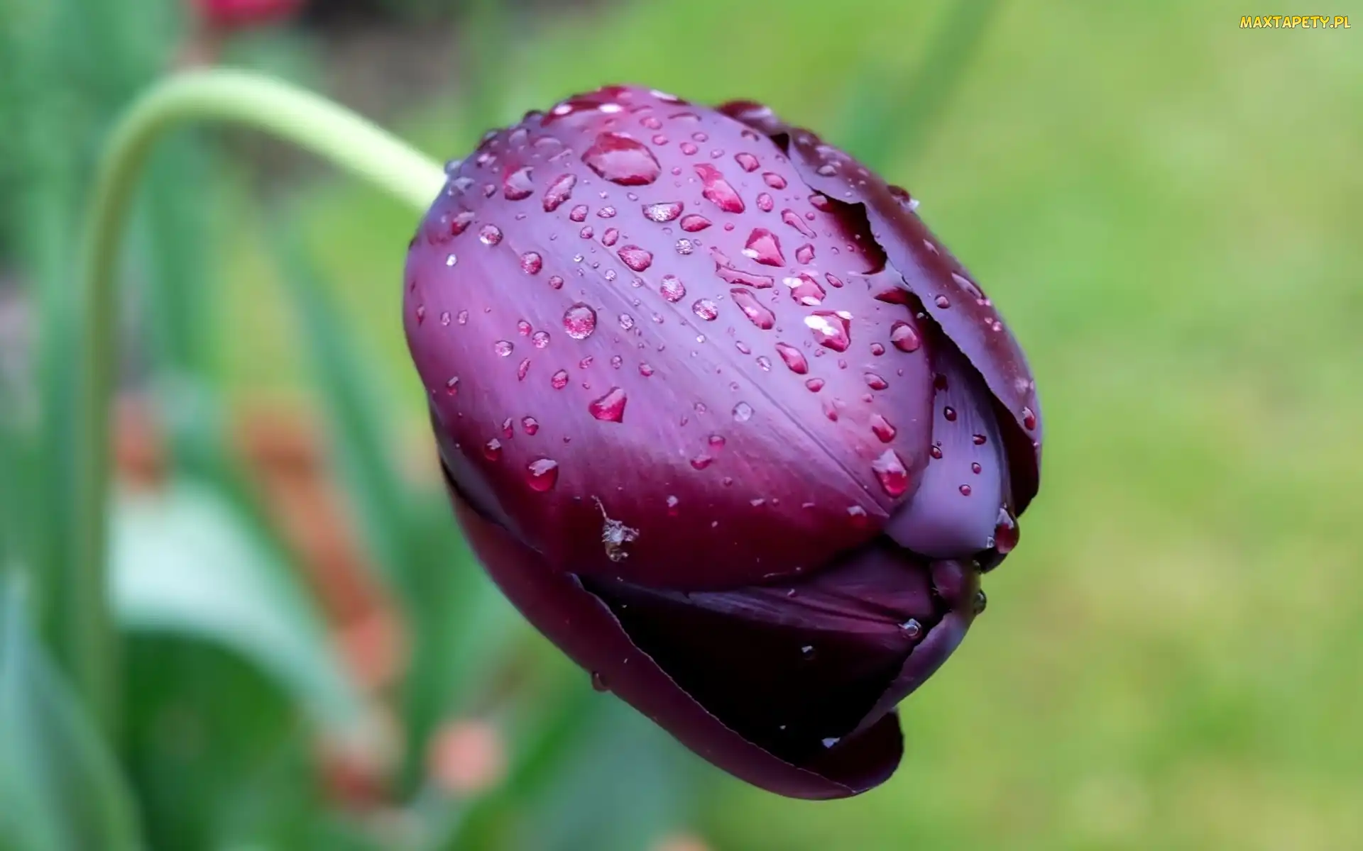 Krople, Deszczu, Tulipan