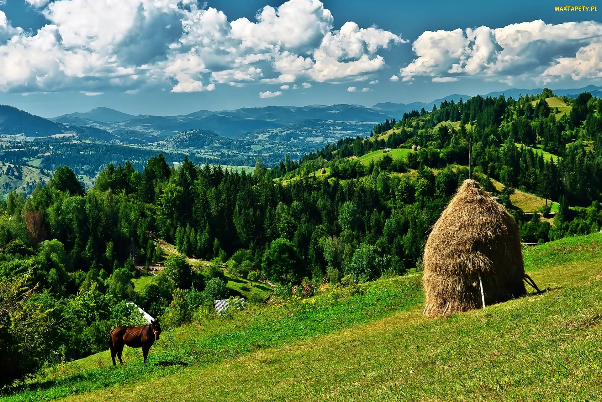 Siana, Stóg, Lasy, Góry, Łąka, Koń