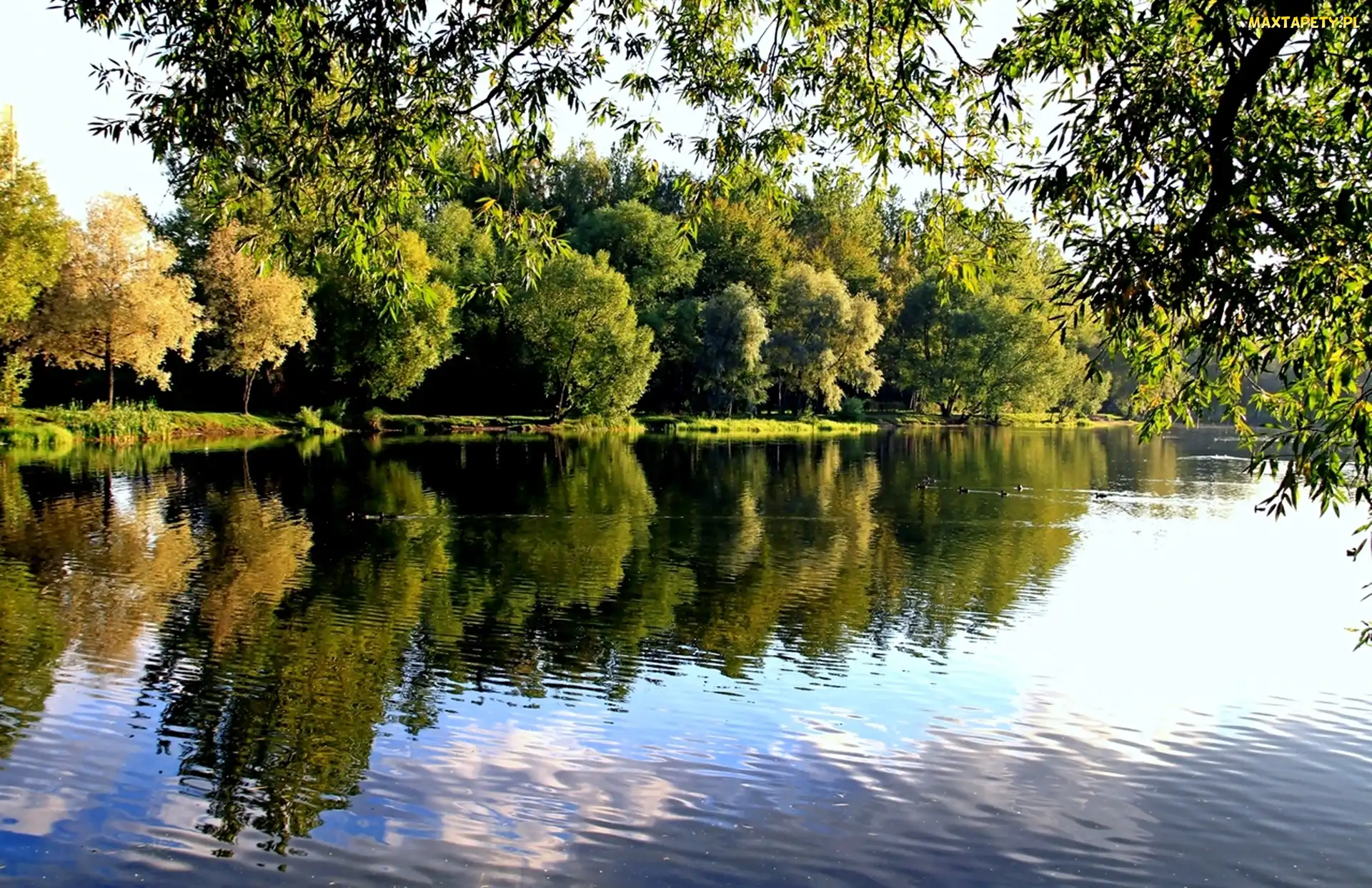 Kaczki, Pływające, Park, Rzeka