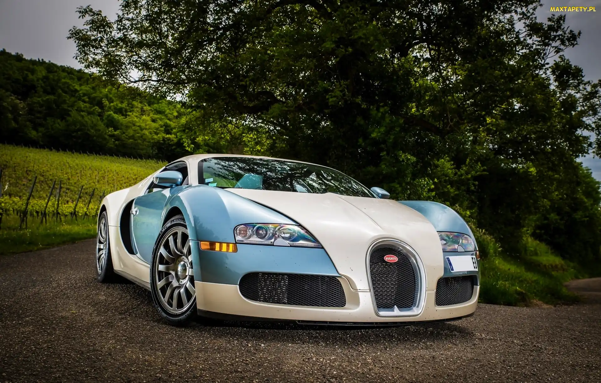 Droga, Drzewa, Bugatti Veyron