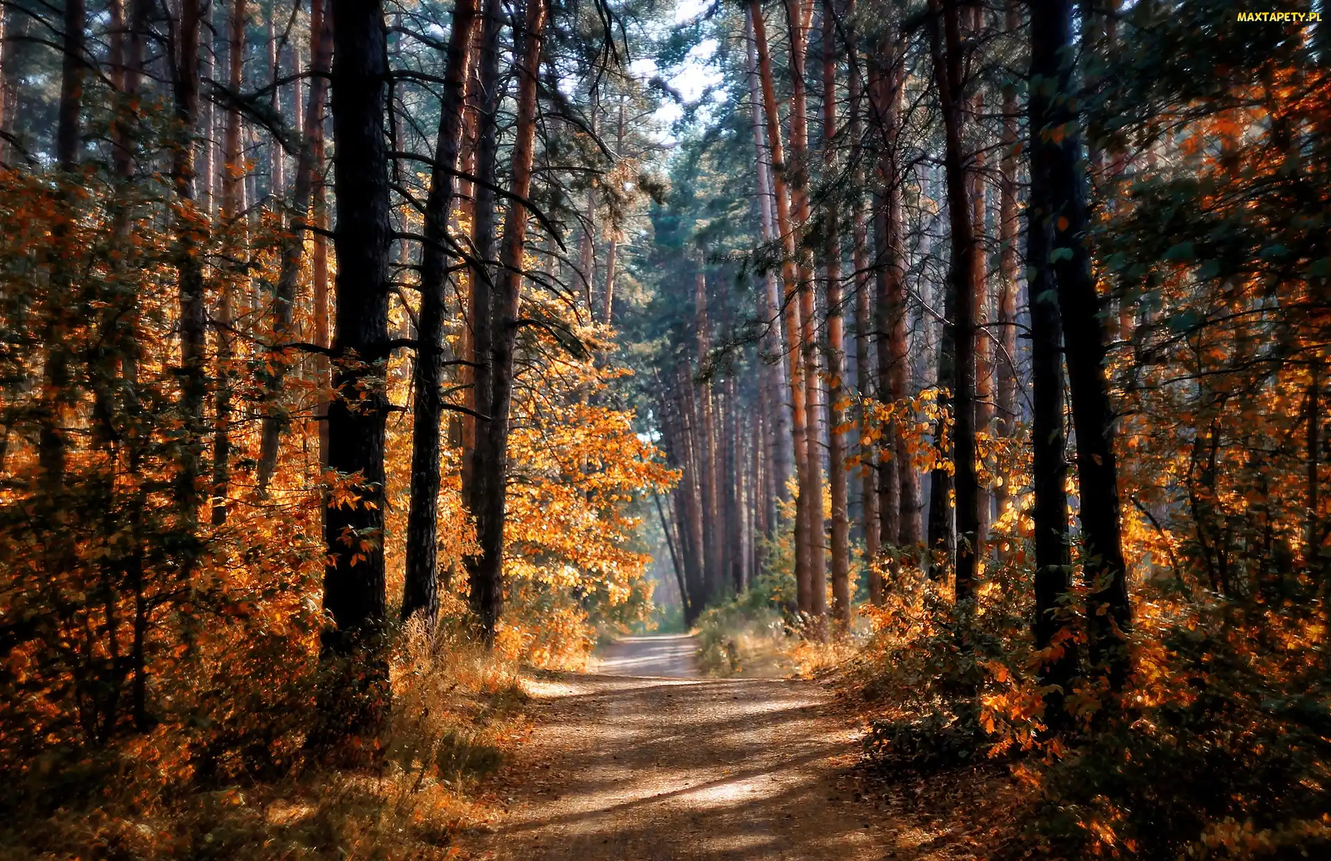 Jesień, Światło, Droga, Las, Drzewa, Przebijające