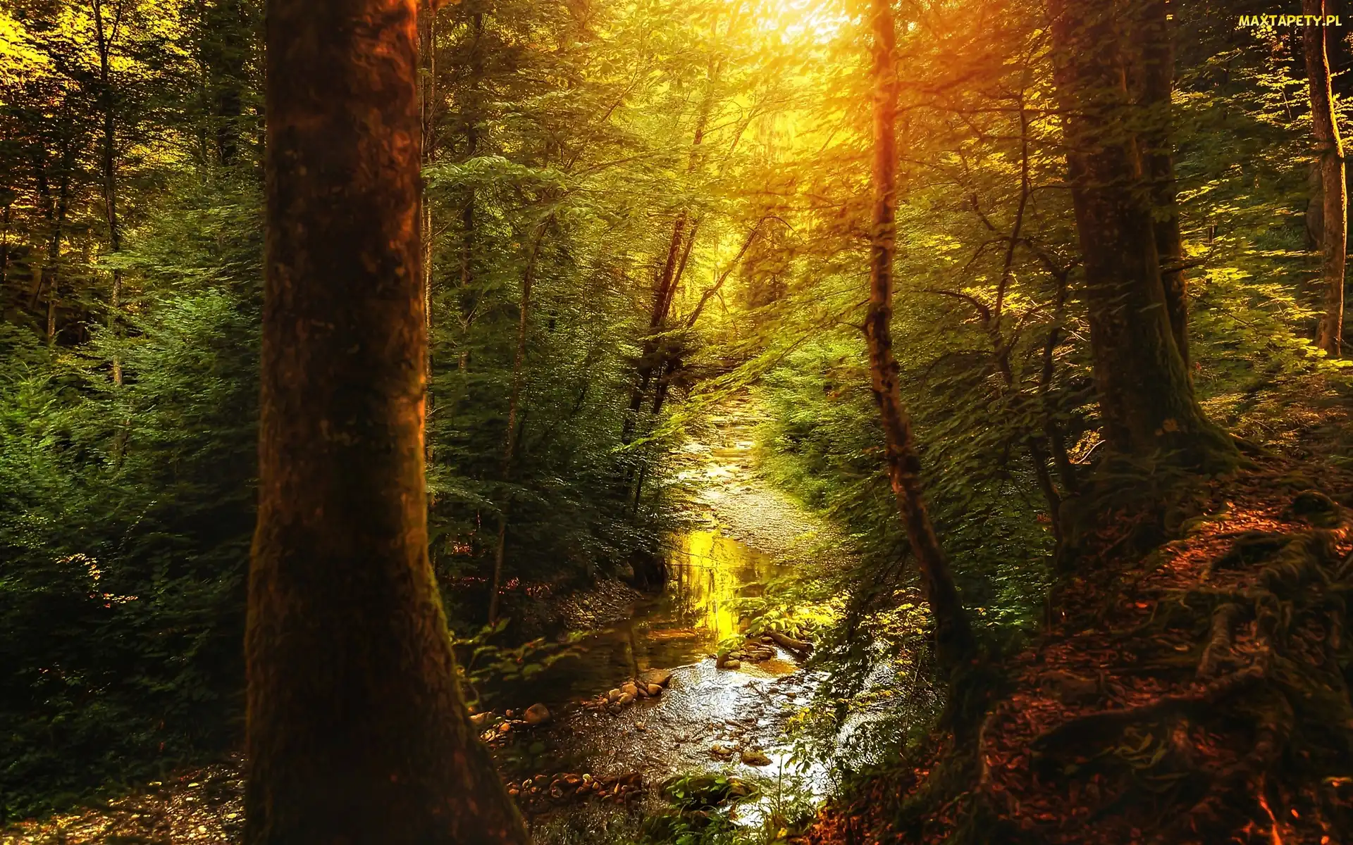 Strumyk, Przebijające Słońce, Las