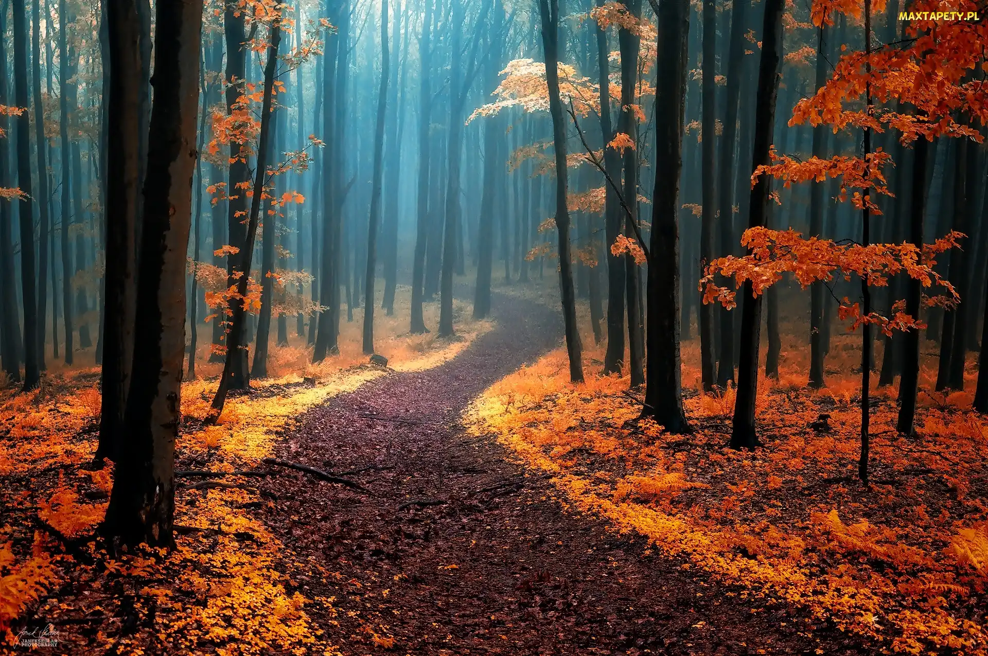 Las, Mgła, Drzewa, Ścieżka, Jesień