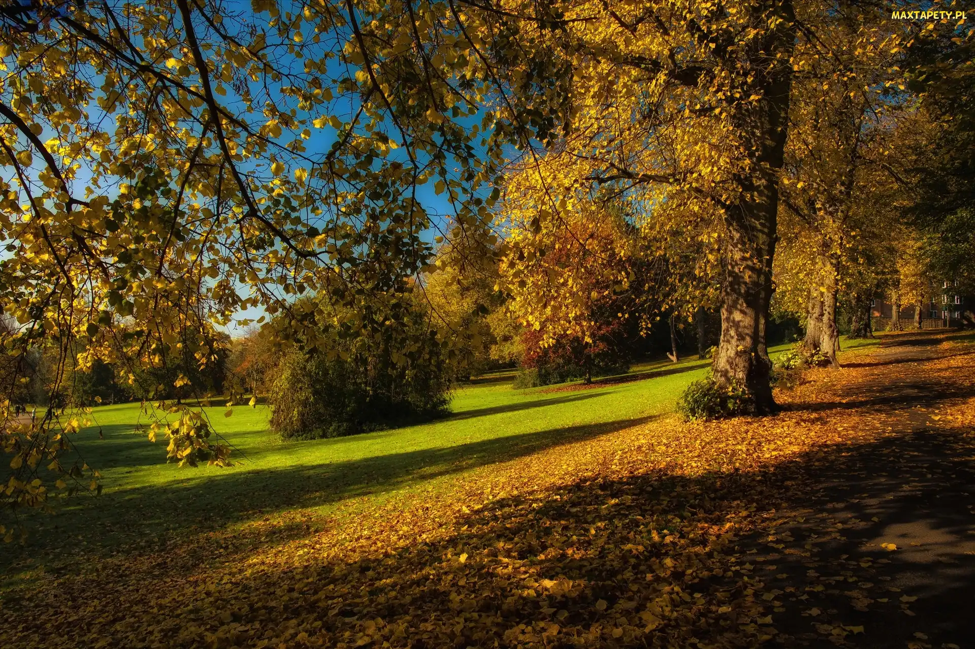 Park, Jesień