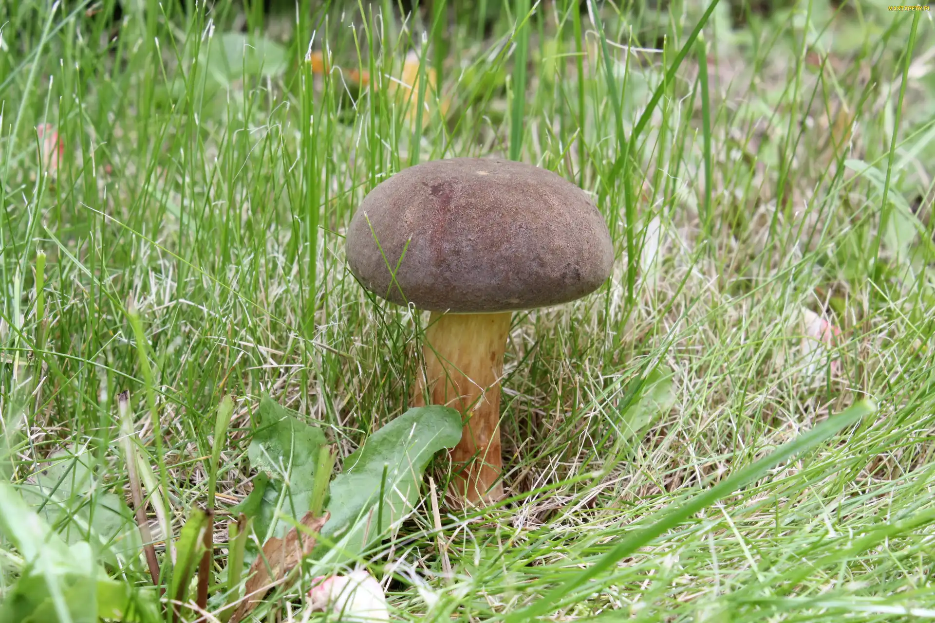 Grzyb, Zajączek