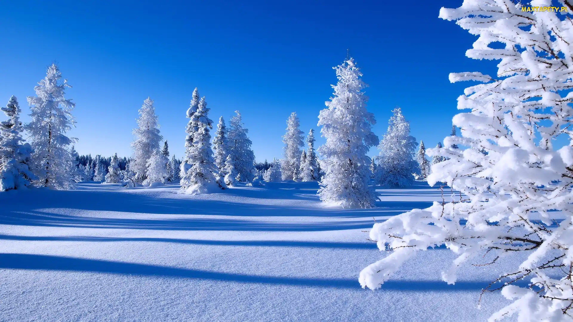Śnieg, Świerki, Drzewa, Ośnieżone, Zima