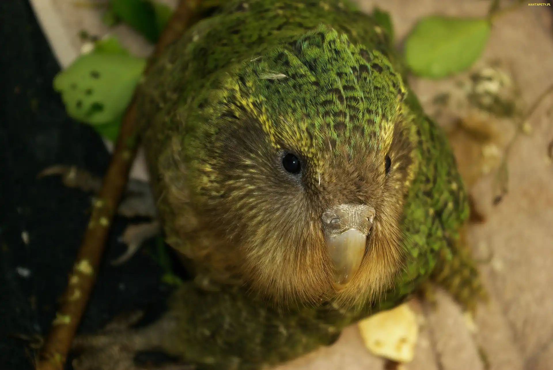 Dziób, Spojrzenie, Kakapo