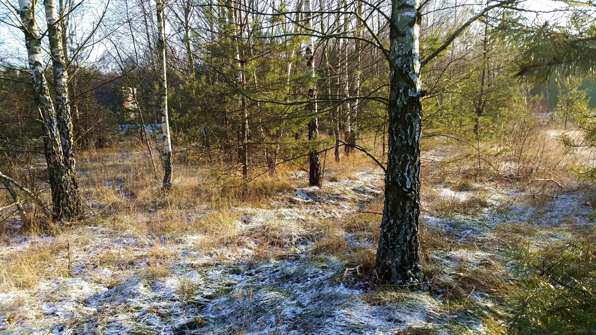 Brzozy, Śnieg, Las
