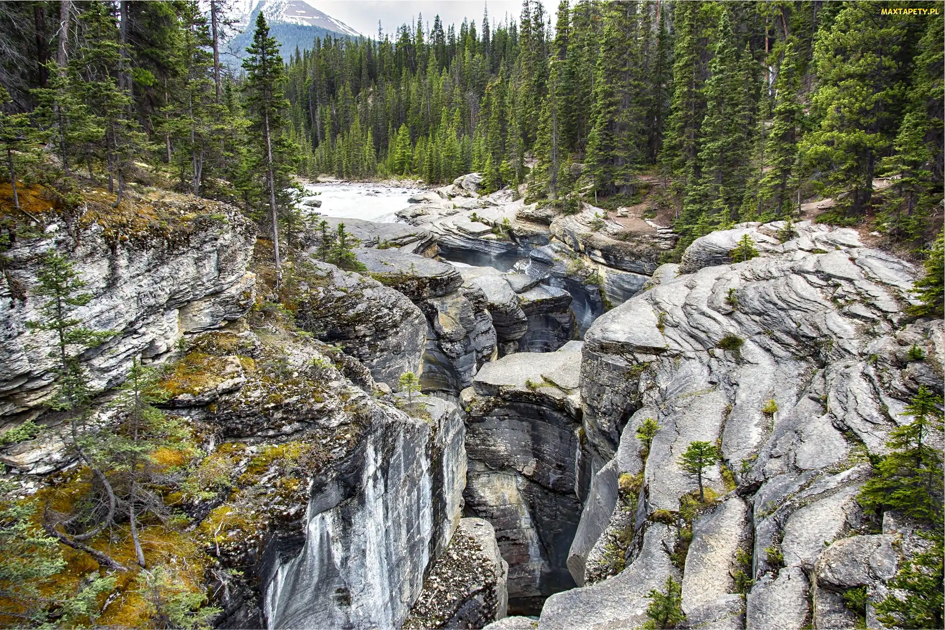 Mistaya Canyon, Las, Prowincja Alberta, Rzeka, Góry, Kanada, Park Narodowy Banff