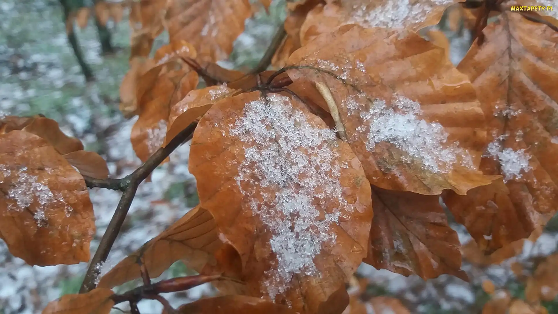 Pomarańczowe, Śnieg, Liście