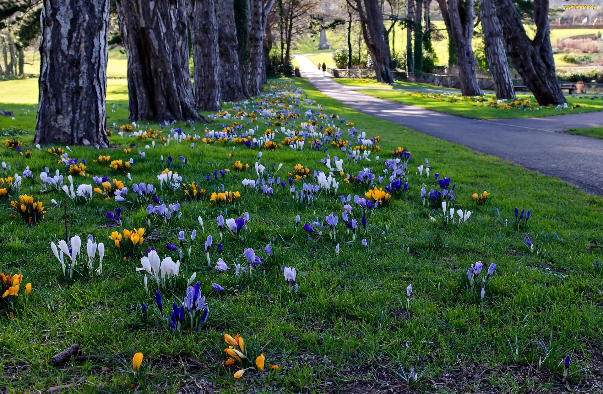 Wiosna, Krokusy, Cabinteely Park, Irlandia, Dublin, Park