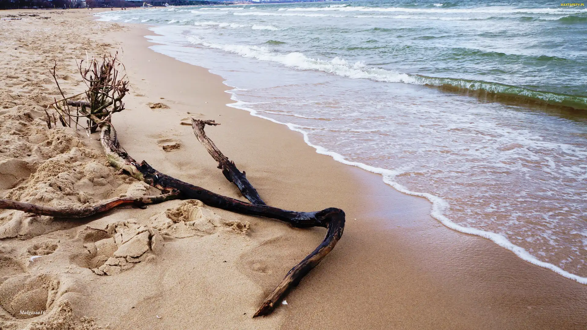 Gałąź, Uschnięta, Bałtyk, Morze, Plaża, Fale