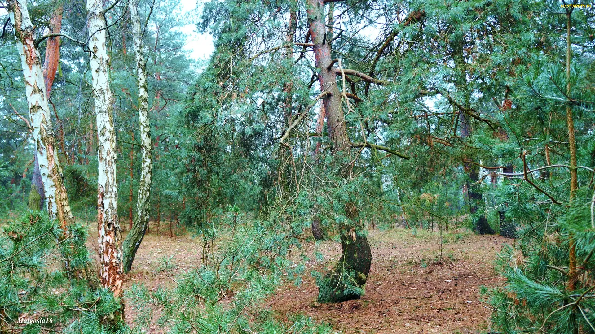 Zieleń, Rośliny, Las, Drzewa