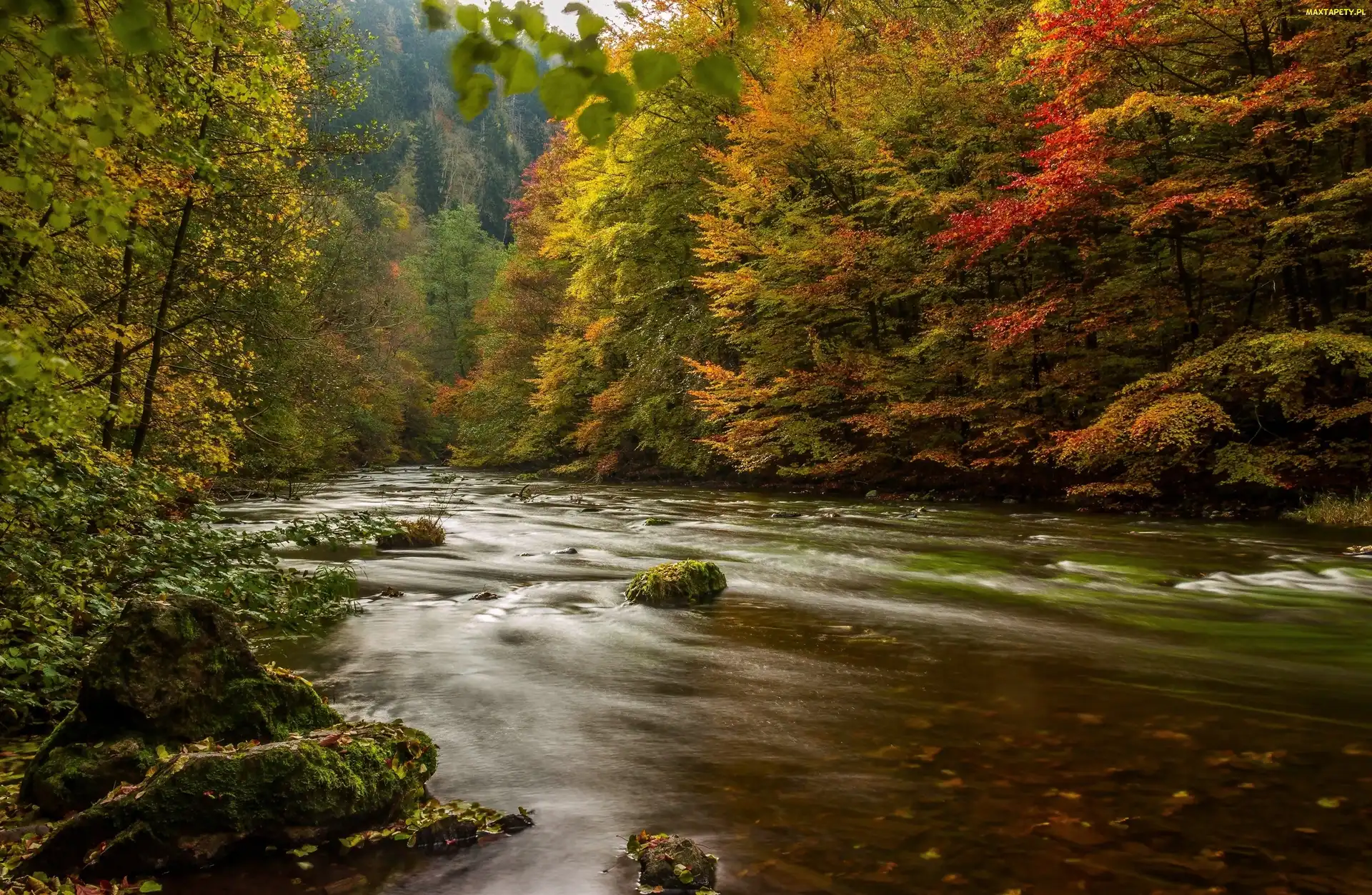 Rzeka, Kamienie, Las