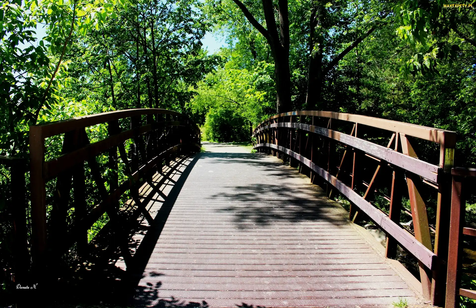 Ontario, Etobicoke, Drzewa