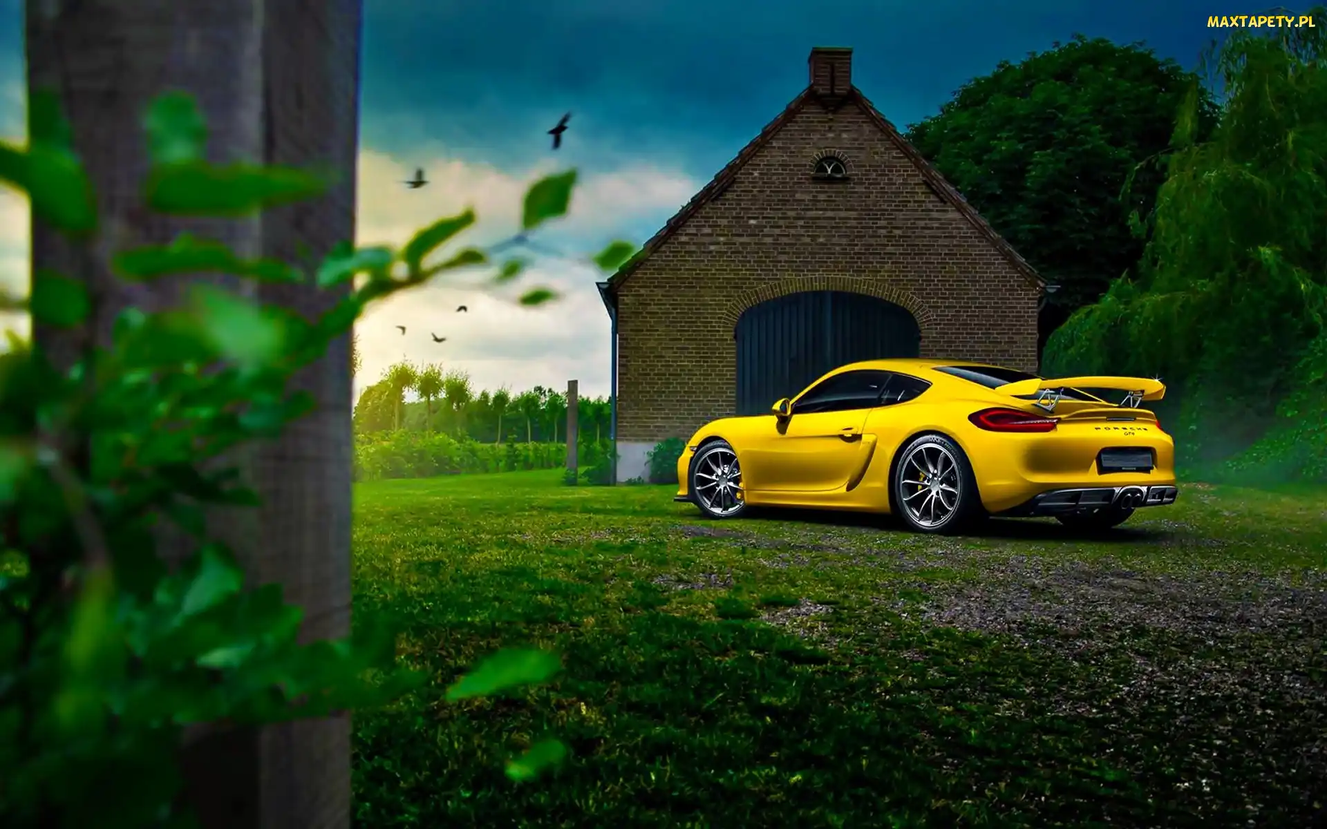 Porsche Cayman GT4, Ptaki, Drzewa, Dom